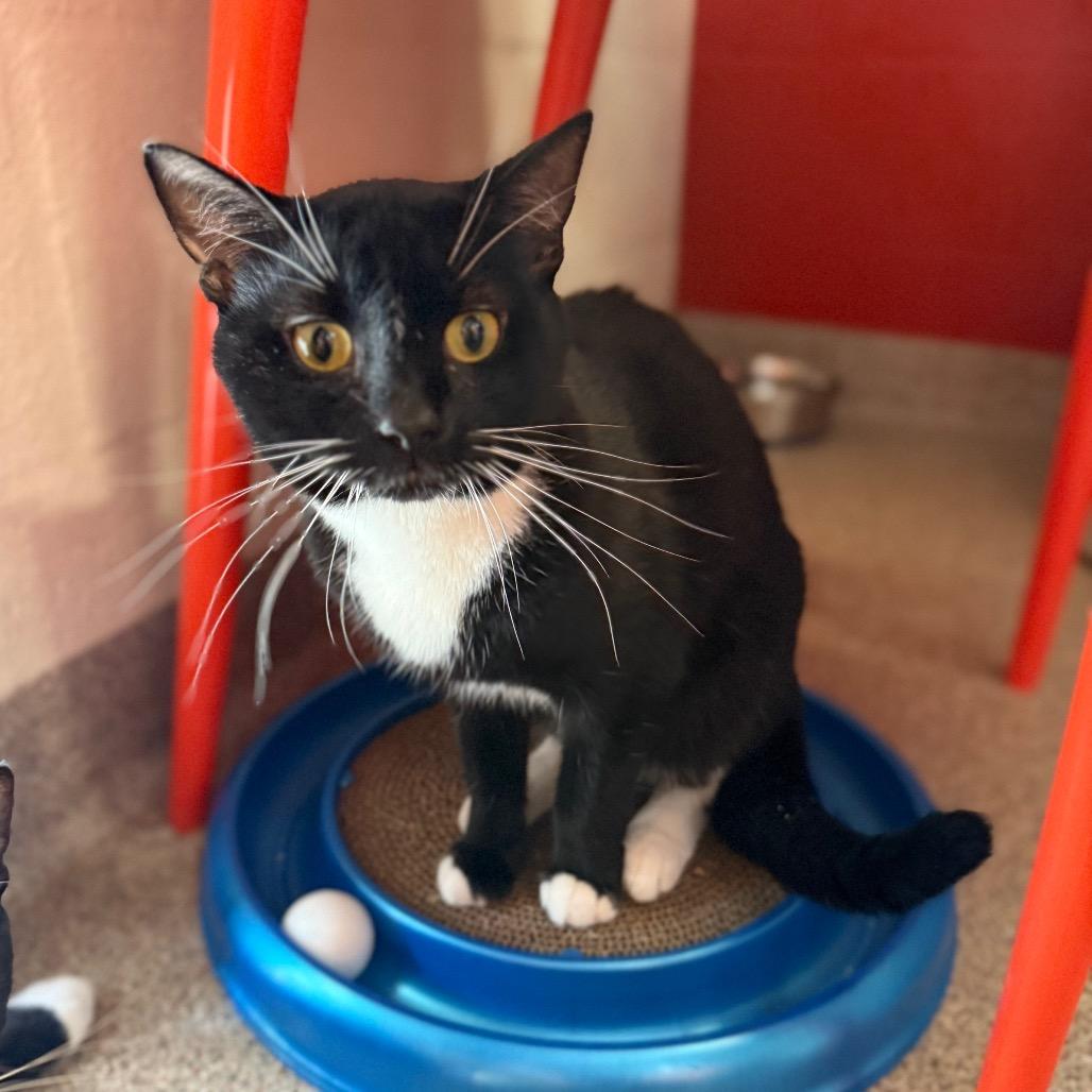 Enlarge Porthos, a Adoptable Domestic Short Hair in Sarasota, FL image 6/6