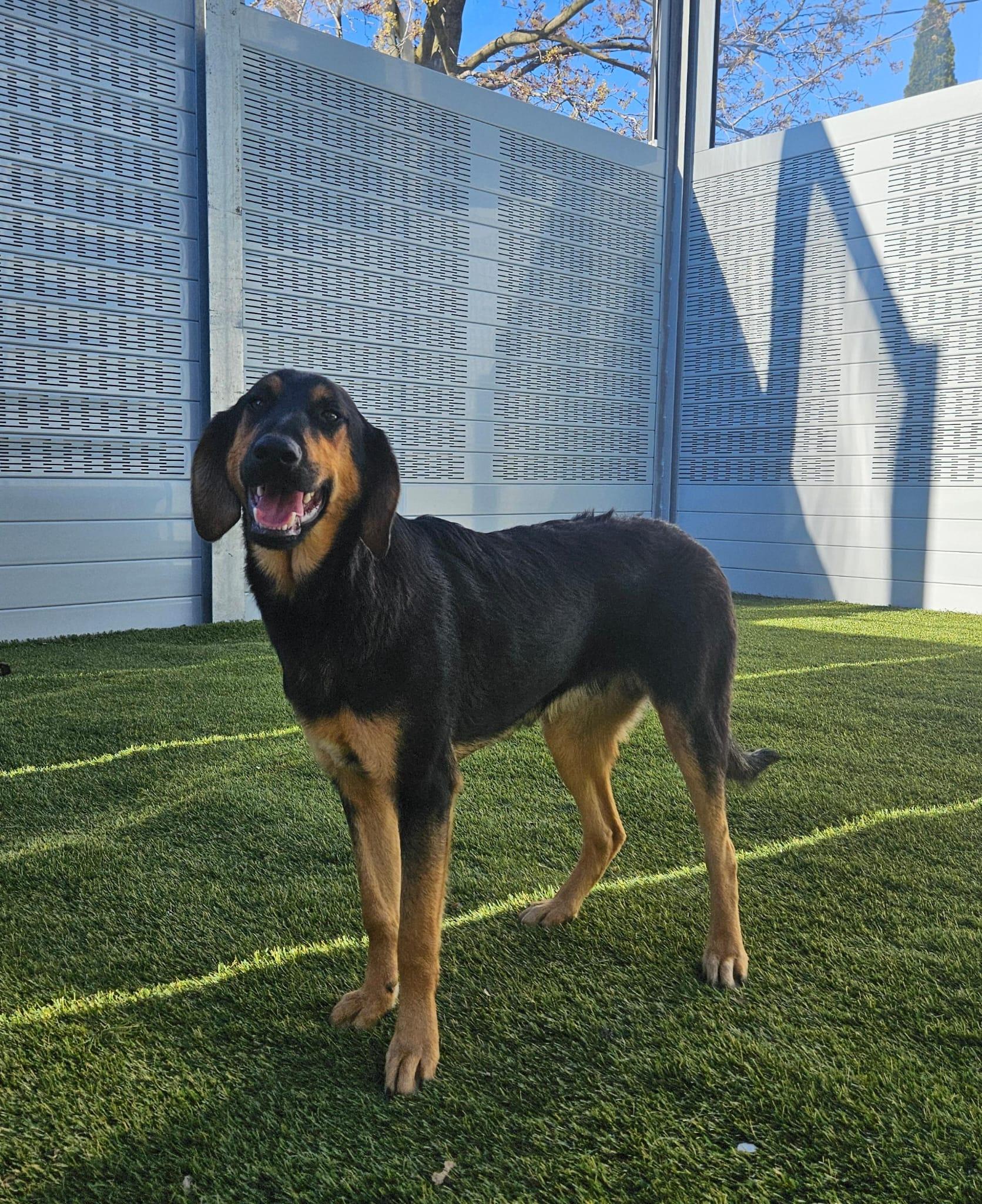 Enlarge Bruno, an adopted mixed breed in Aurora, ON image 2/6