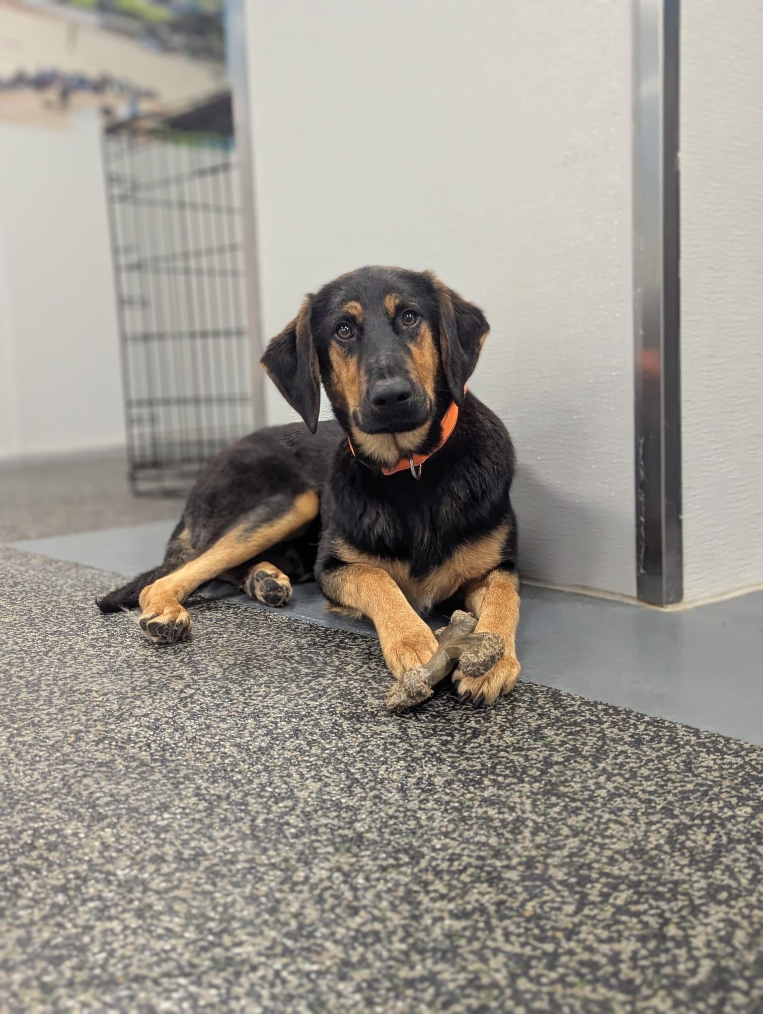 Enlarge Bruno, an adopted mixed breed in Aurora, ON image 4/6