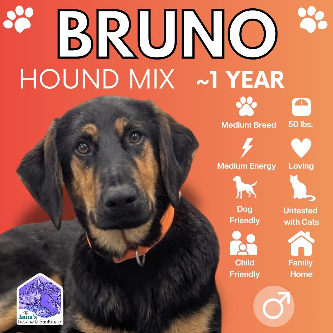 Enlarge Bruno, an adopted mixed breed in Aurora, ON image 1/6