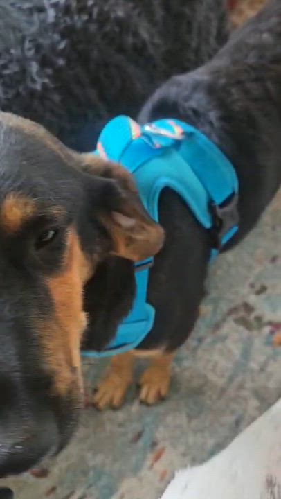 Enlarge Bruno, an adopted mixed breed in Aurora, ON video 3/6