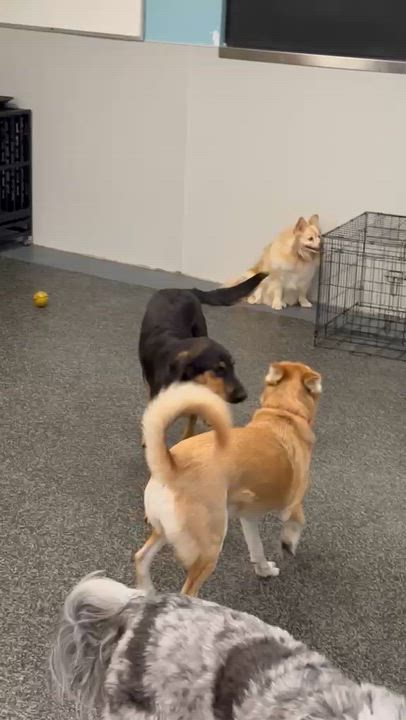 Enlarge Bruno, an adopted mixed breed in Aurora, ON video 5/6