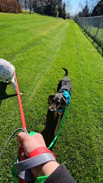 Enlarge Bruno, an adopted mixed breed in Aurora, ON video 6/6