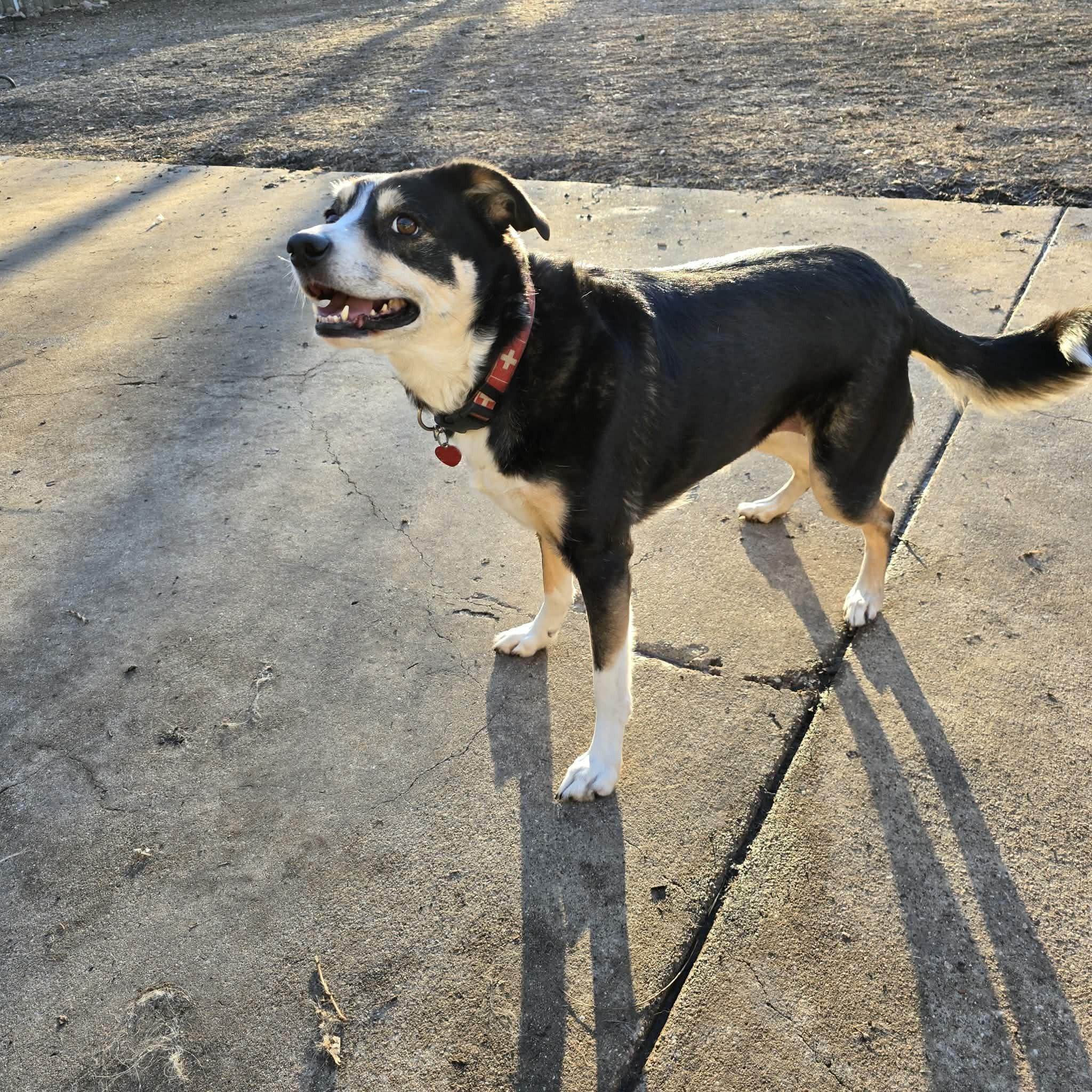 Enlarge Izzy #408, a ADOPTABLE Border Collie in Allen, TX image 6/6
