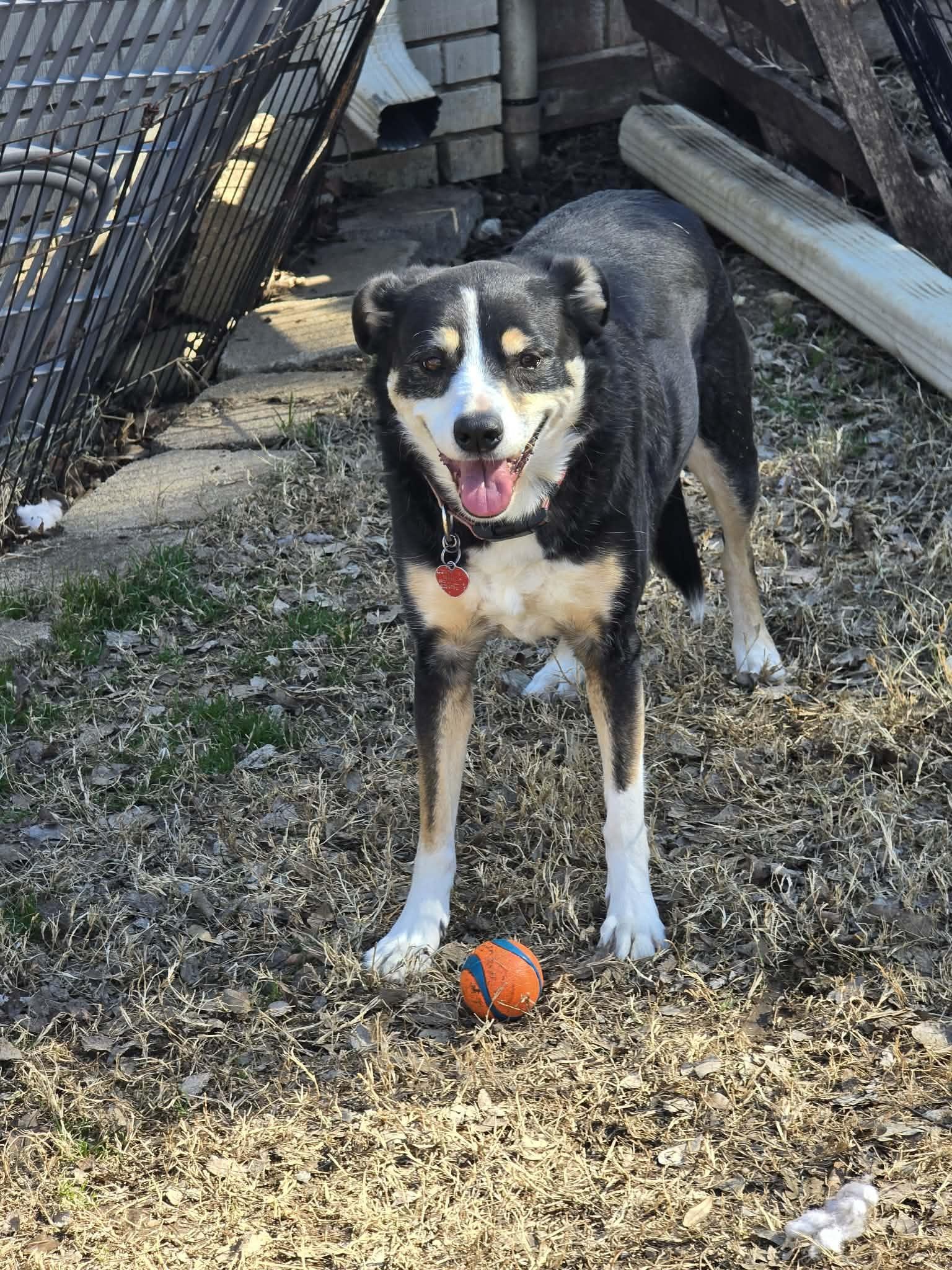 Enlarge Izzy #408, a ADOPTABLE Border Collie in Allen, TX image 3/6