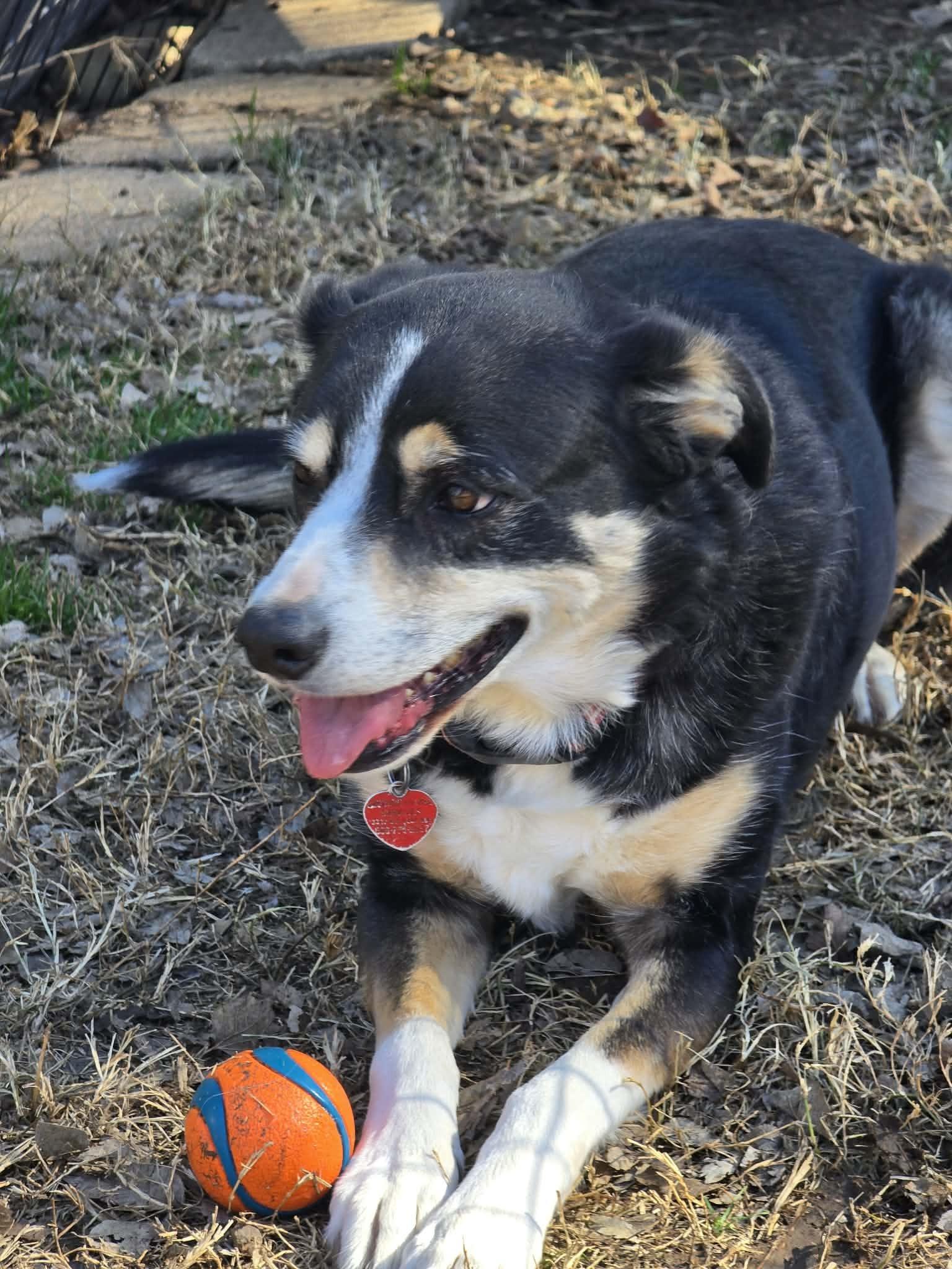 Enlarge Izzy #408, a ADOPTABLE Border Collie in Allen, TX image 2/6