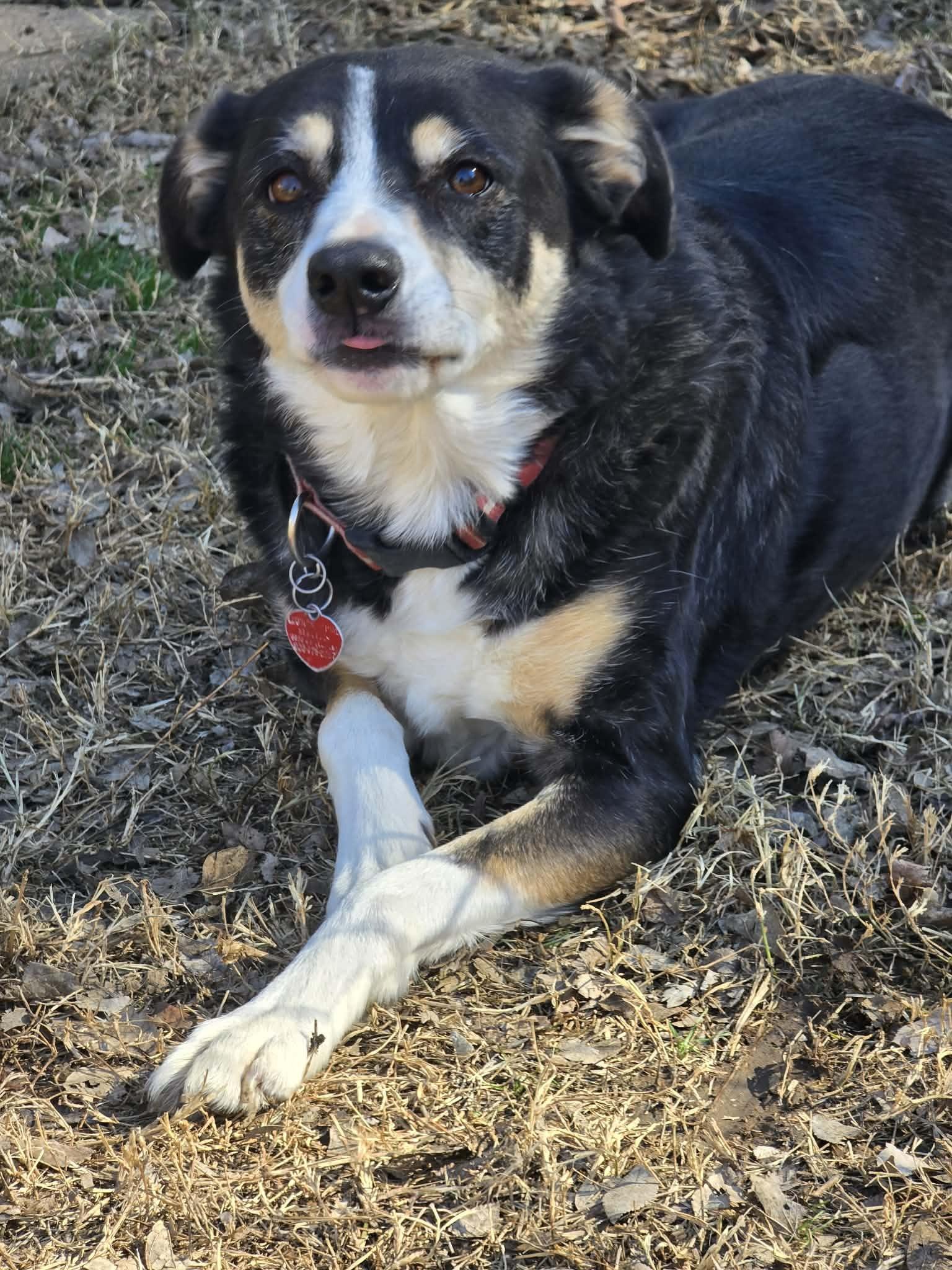 Enlarge Izzy #408, a ADOPTABLE Border Collie in Allen, TX image 4/6
