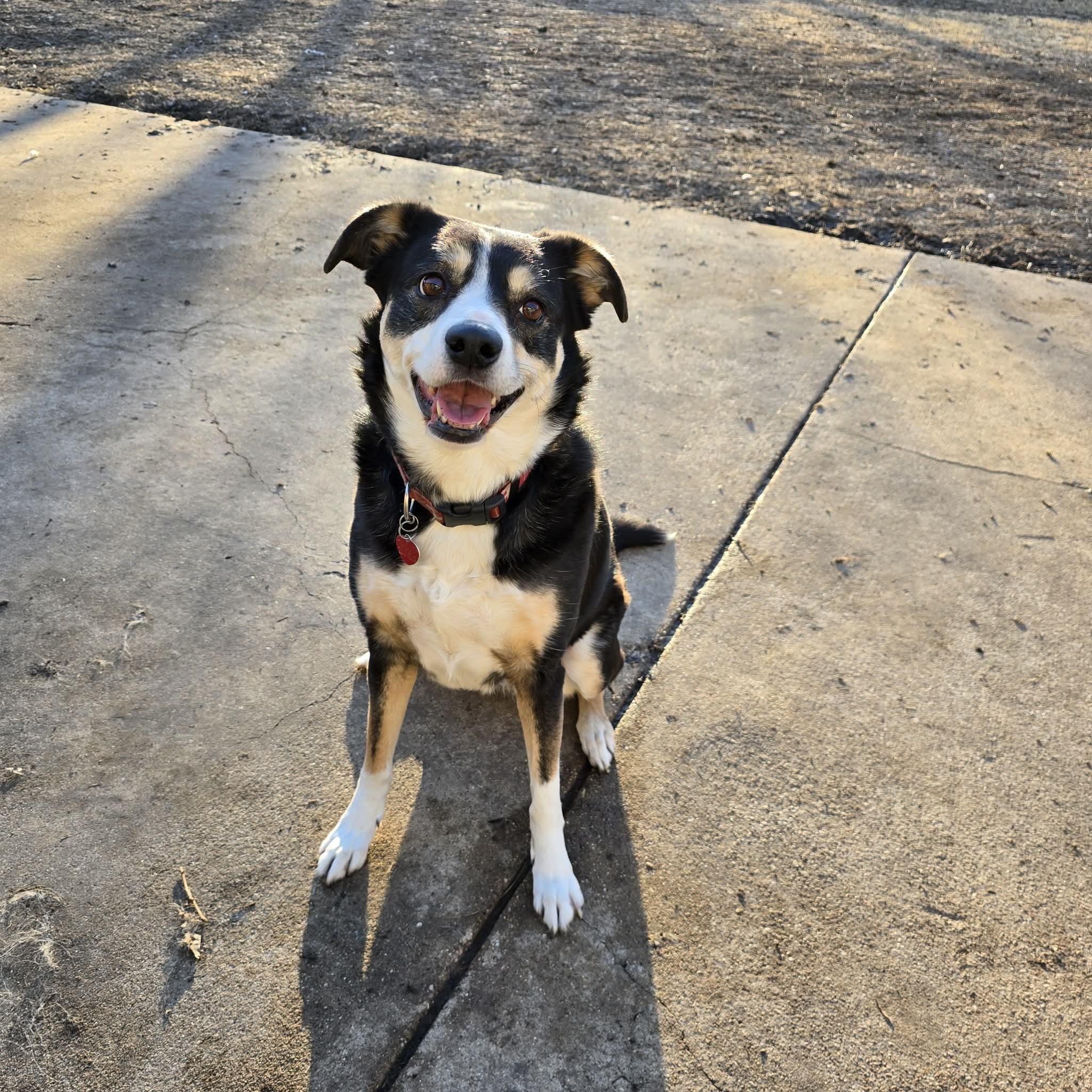 Izzy #408, ADOPTABLE, Adult Female Border Collie.