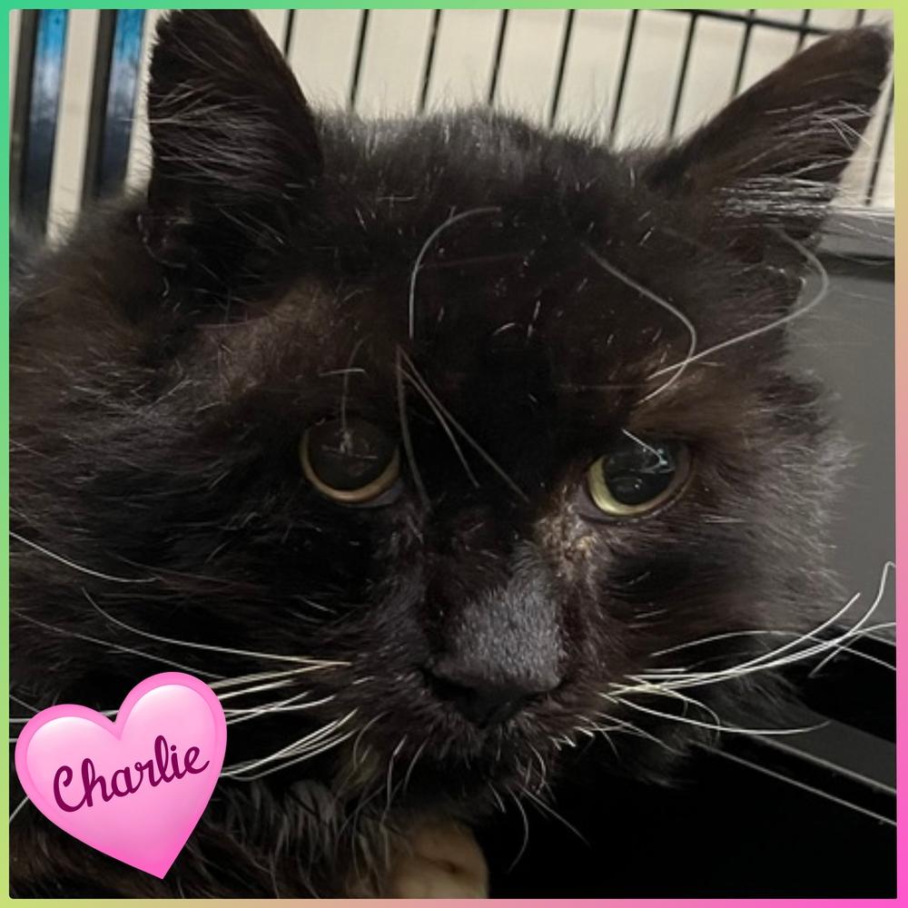 Charlie, Adoptable, Senior Male Domestic Medium Hair.