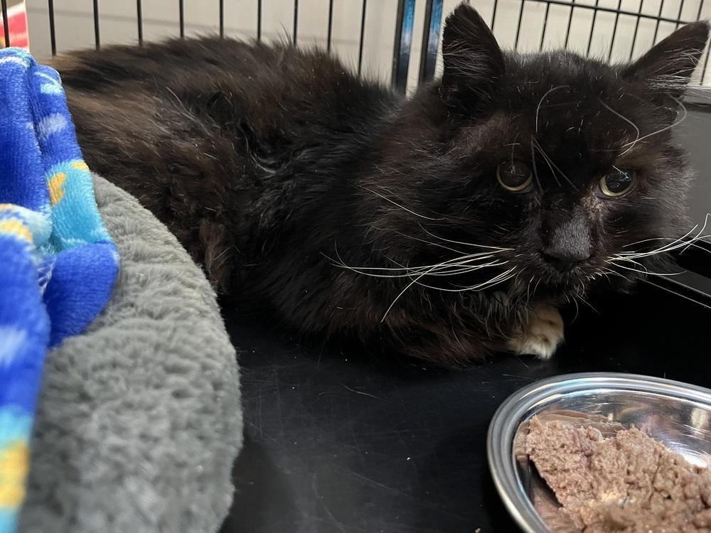 Enlarge Charlie, a Adoptable mixed breed in Southbury, CT image 2/2