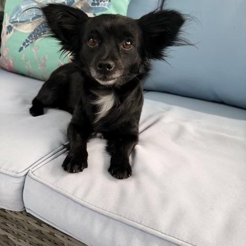 Enlarge Bella, a ADOPTABLE Chihuahua in Maitland, FL image 1/2