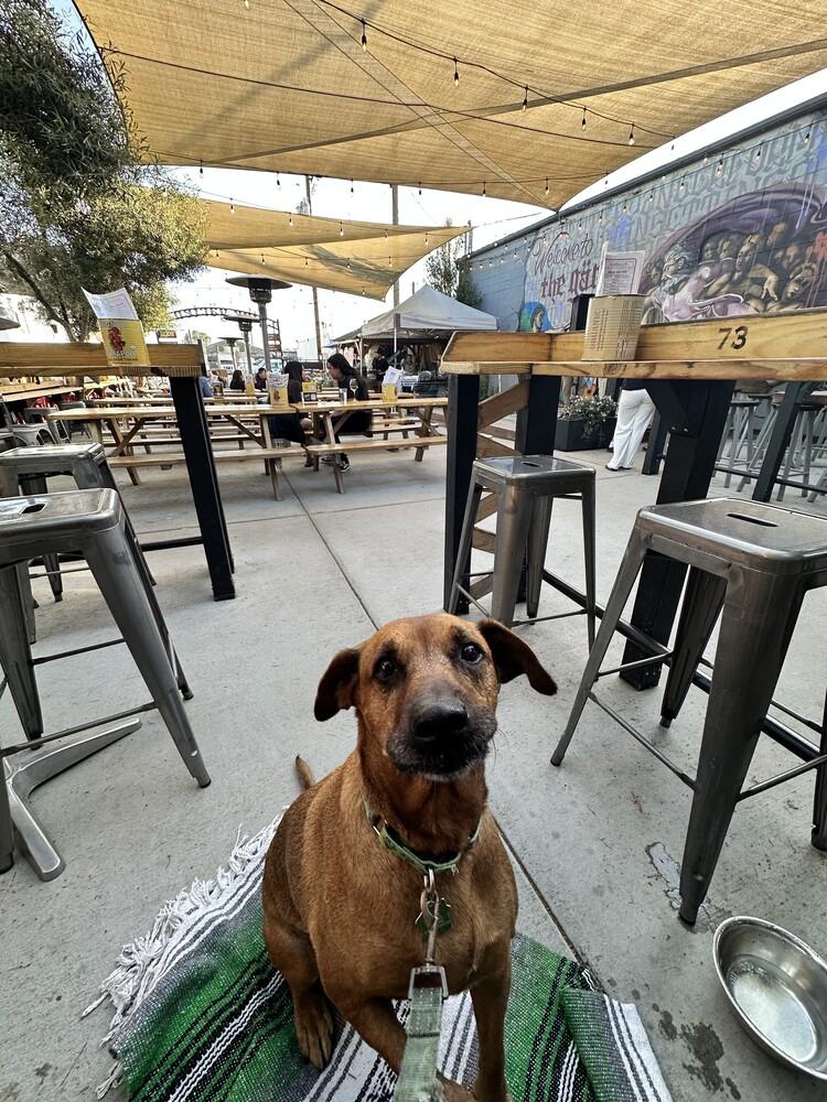 Miss Mango, a Adoptable mixed breed in San Diego, CA image 2/4