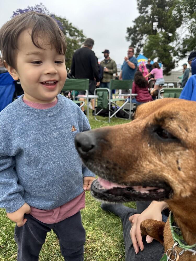Miss Mango, a Adoptable mixed breed in San Diego, CA image 3/4