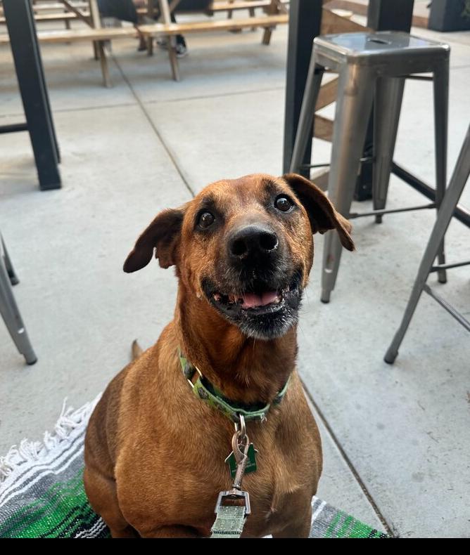 Miss Mango, a Adoptable mixed breed in San Diego, CA image 4/4
