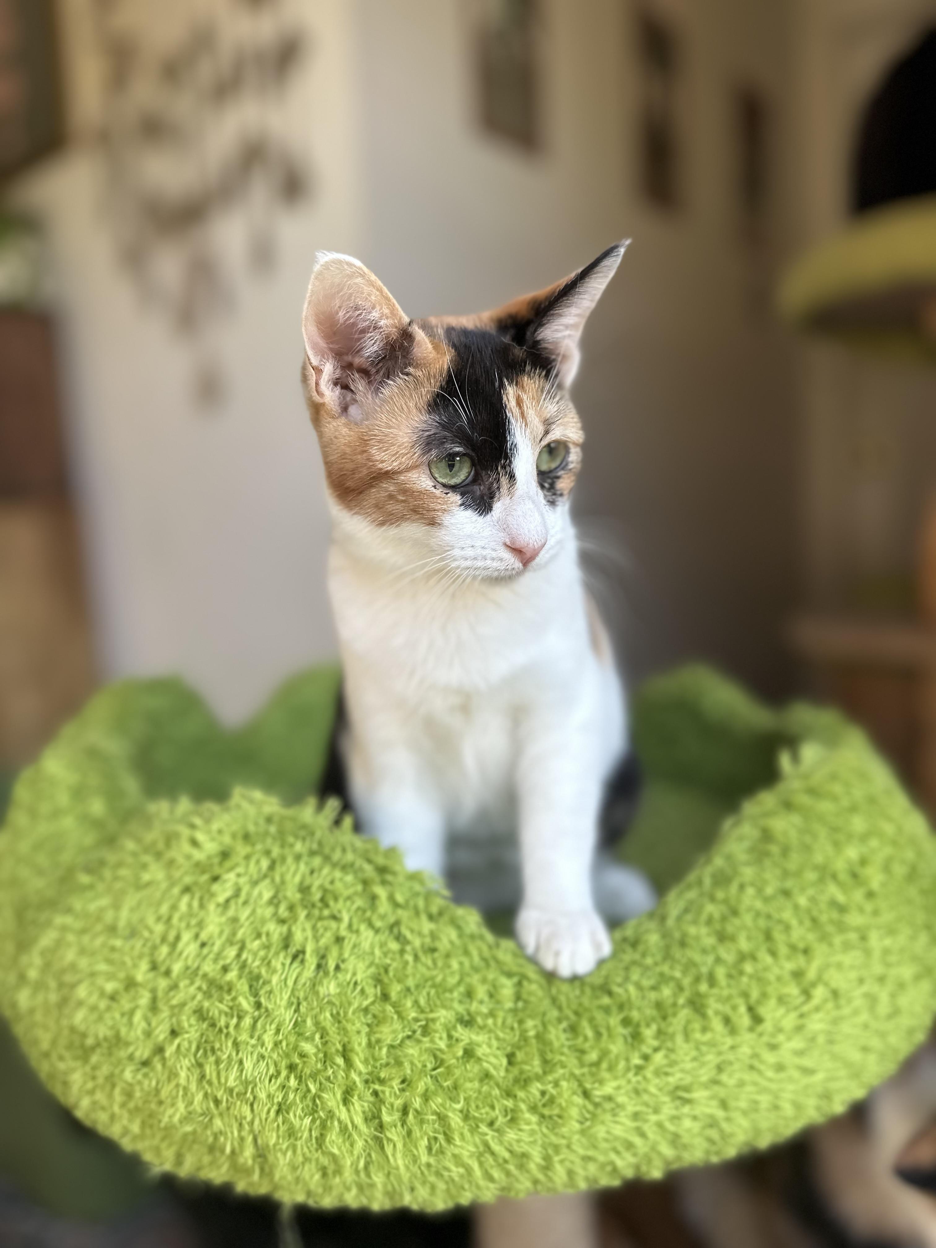 Exit Buddy, ADOPTABLE, Young Female Domestic Short Hair.