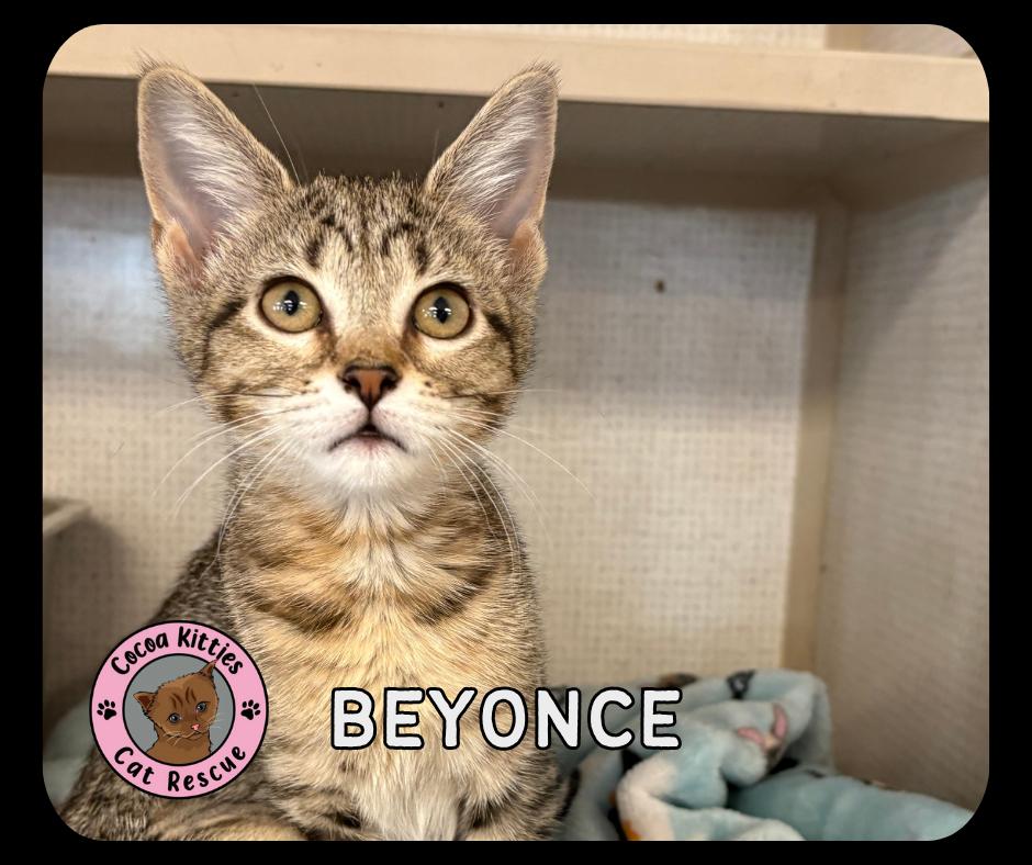 Enlarge Beyonce, a Adopted mixed breed in Hershey, PA image 1/1