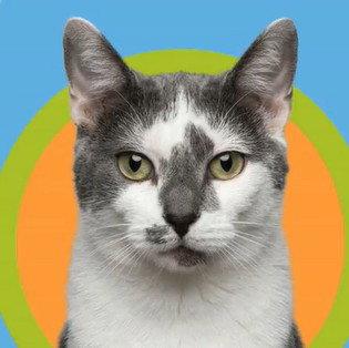 SORA, Adoptable, Adult Female Domestic Short Hair.