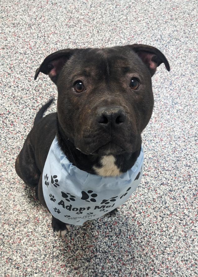 Enlarge Odin, a ADOPTABLE mixed breed in Tiffin, OH image 5/5