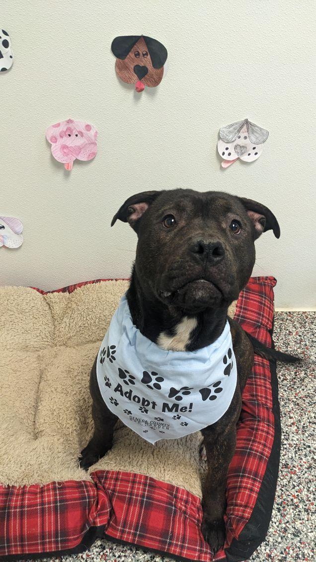 Enlarge Odin, a ADOPTABLE mixed breed in Tiffin, OH image 2/5