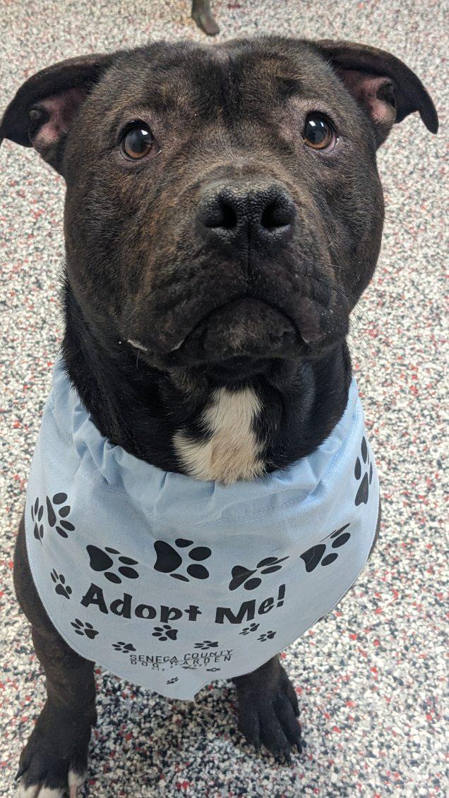 Enlarge Odin, a ADOPTABLE mixed breed in Tiffin, OH image 3/5