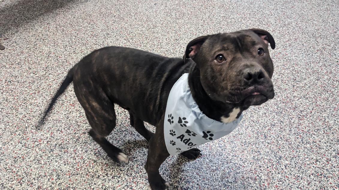 Enlarge Odin, a ADOPTABLE mixed breed in Tiffin, OH image 4/5