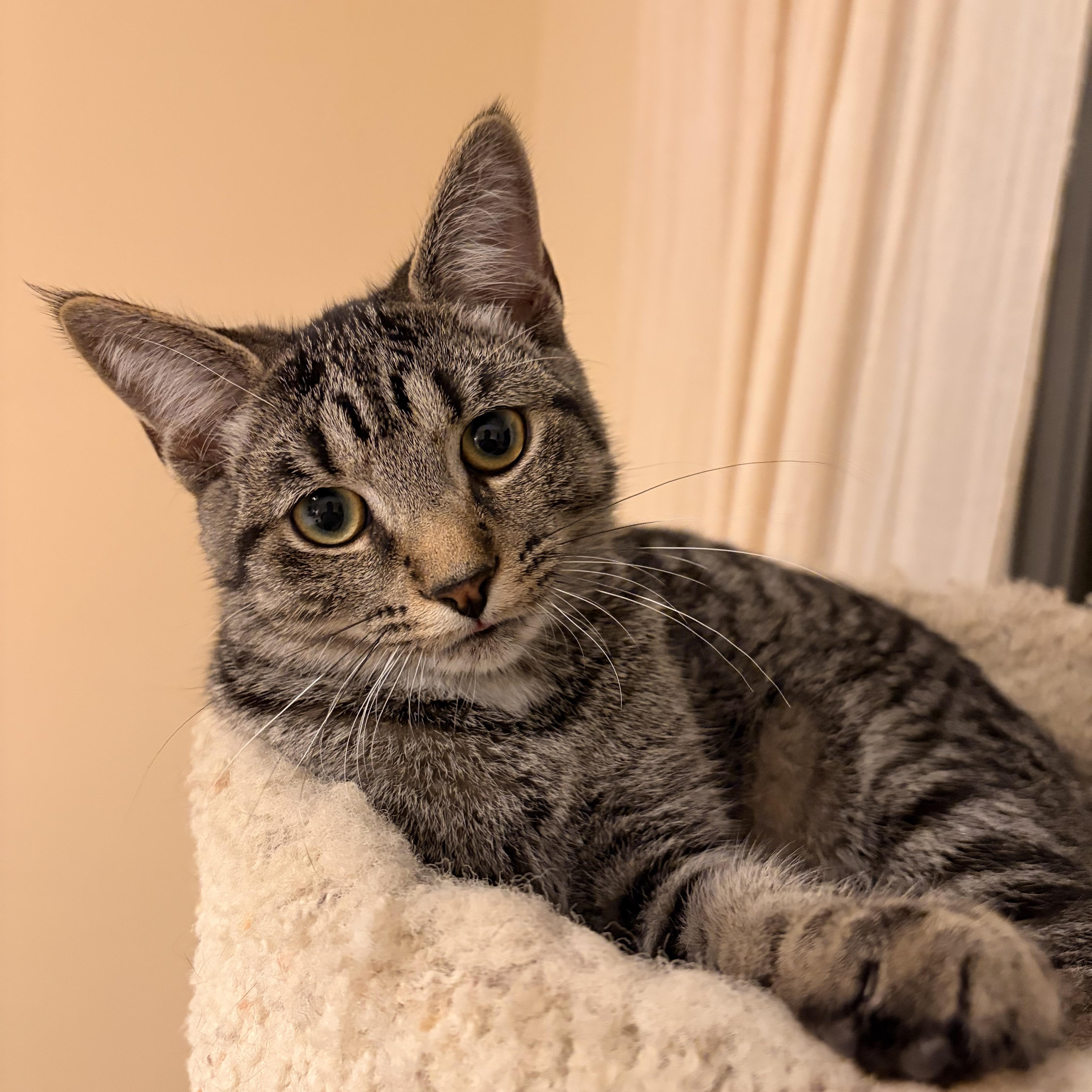 Enlarge Joe and Jim (bonded), a Adoptable Domestic Short Hair in Hamilton, ON image 3/4