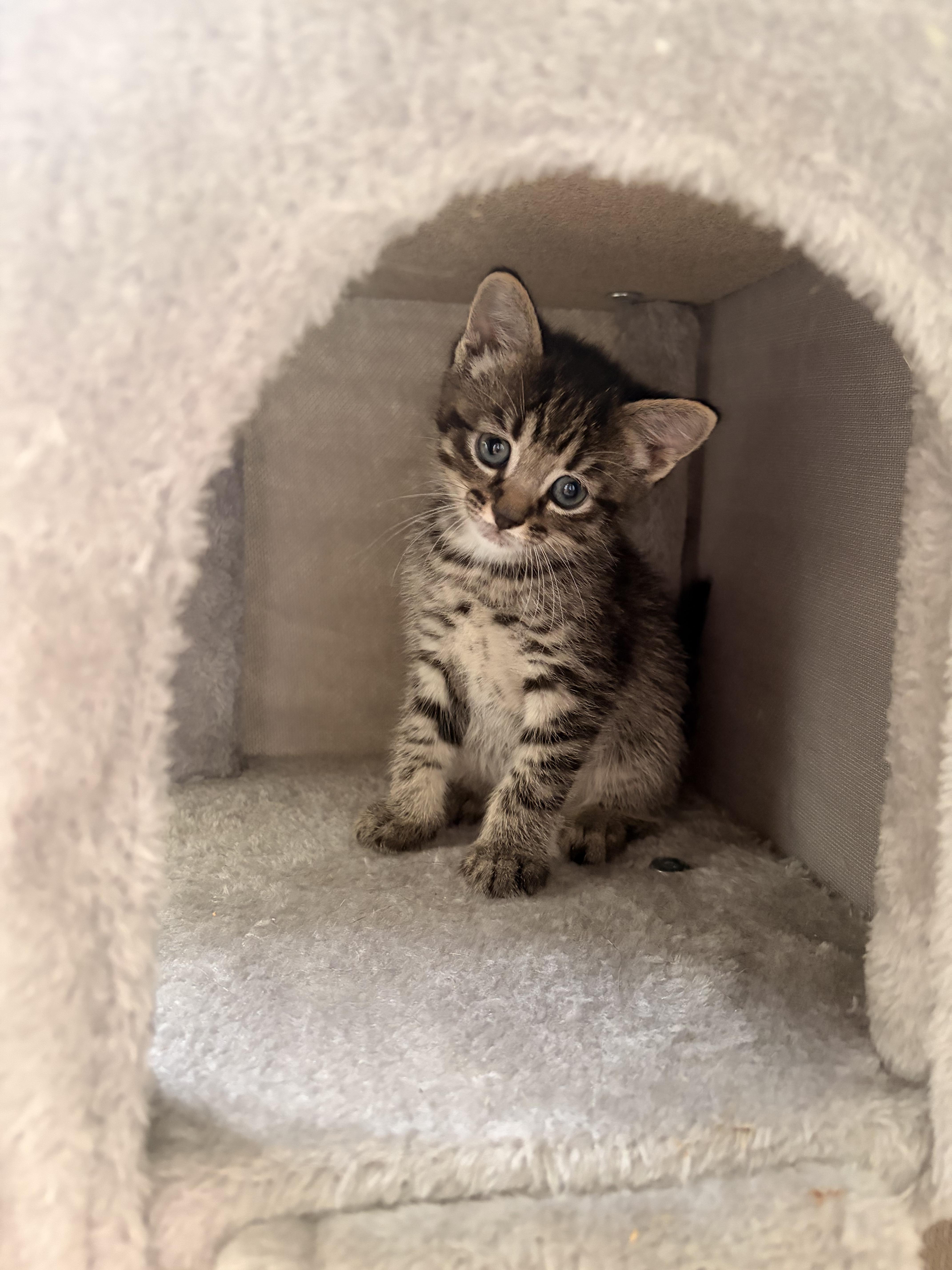 Enlarge Joe, a ADOPTABLE Domestic Short Hair in Hamilton, ON image 2/2