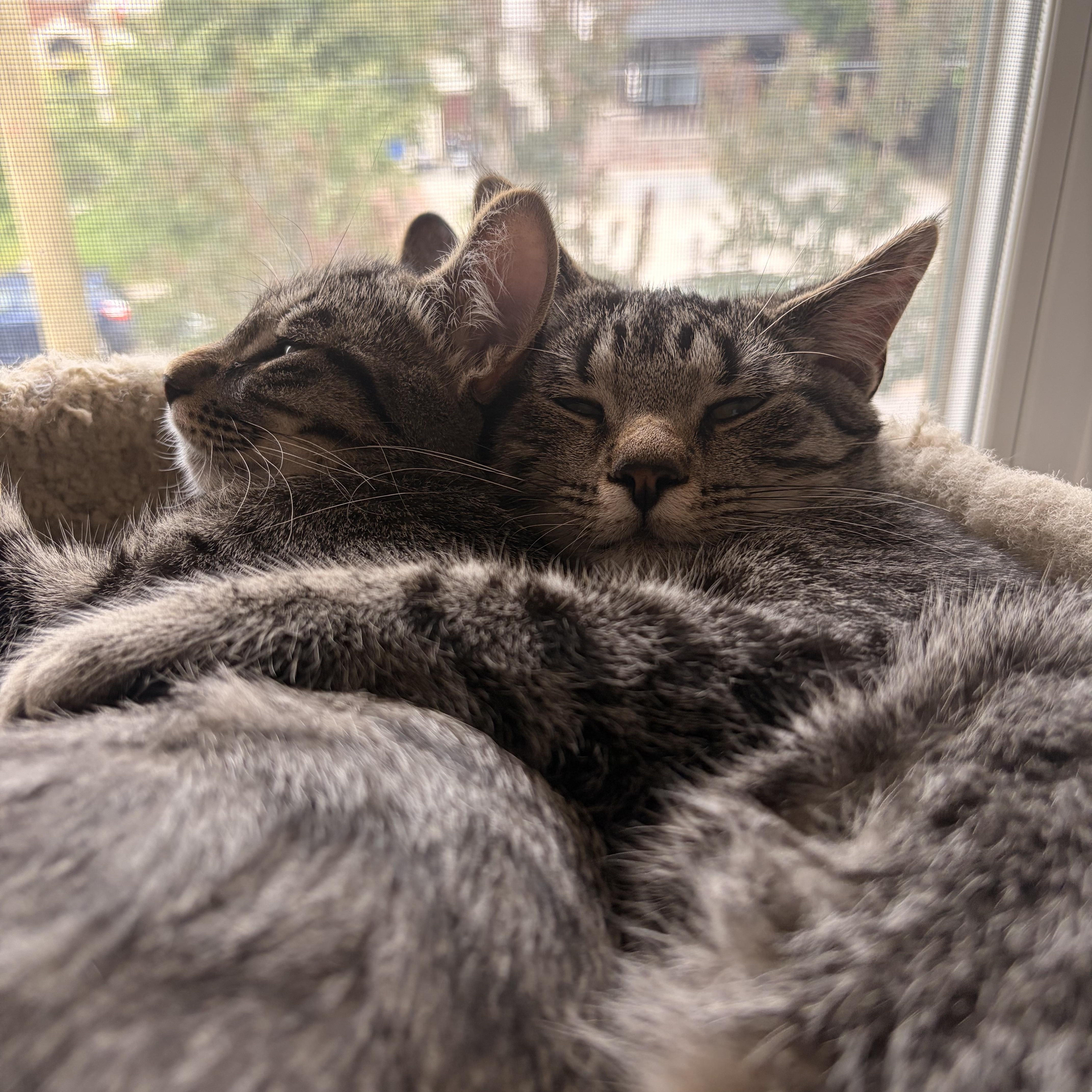 Enlarge Joe and Jim (bonded), a Adoptable Domestic Short Hair in Hamilton, ON image 1/4
