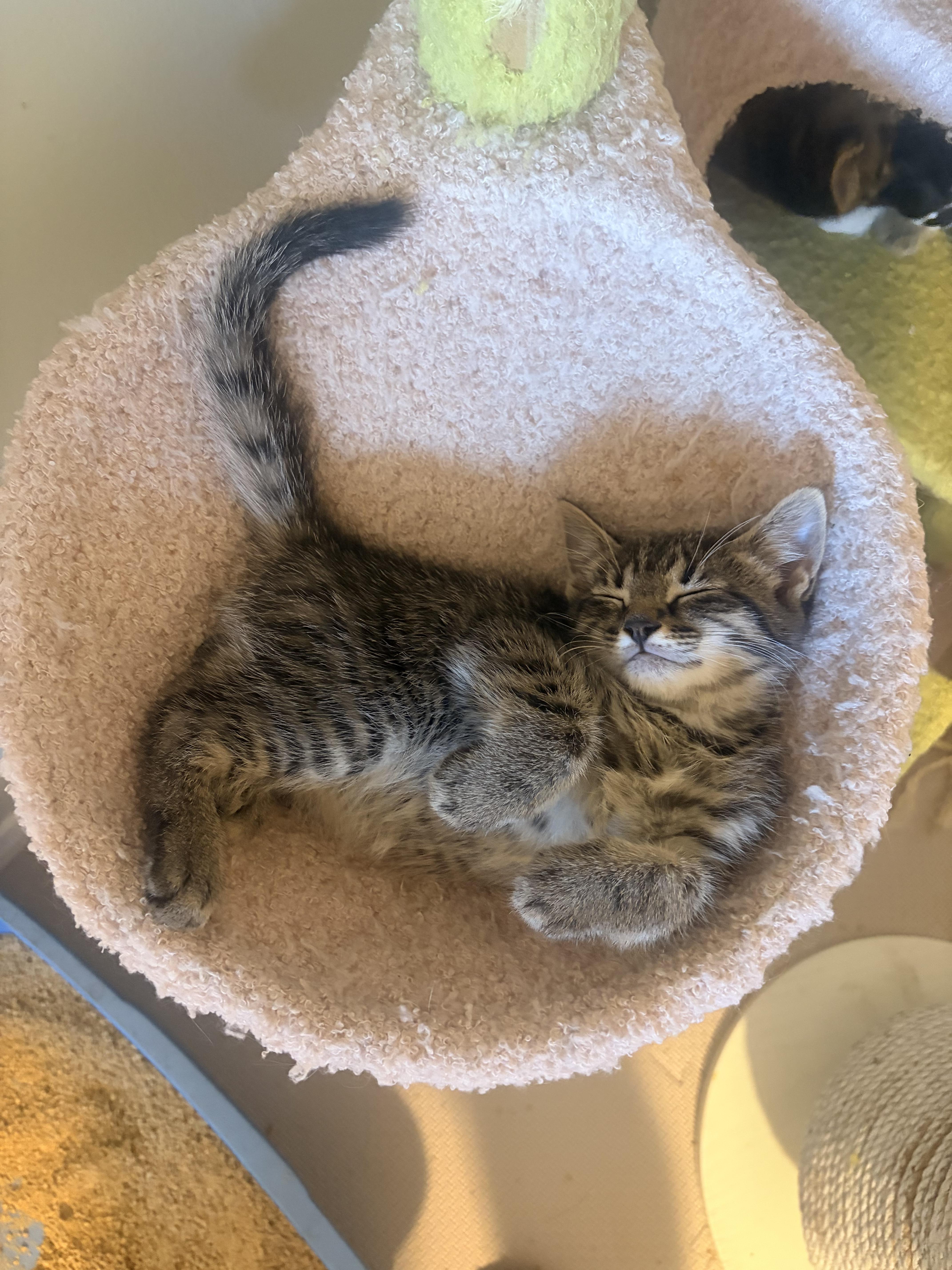 Enlarge Joe, a ADOPTABLE Domestic Short Hair in Hamilton, ON image 1/2