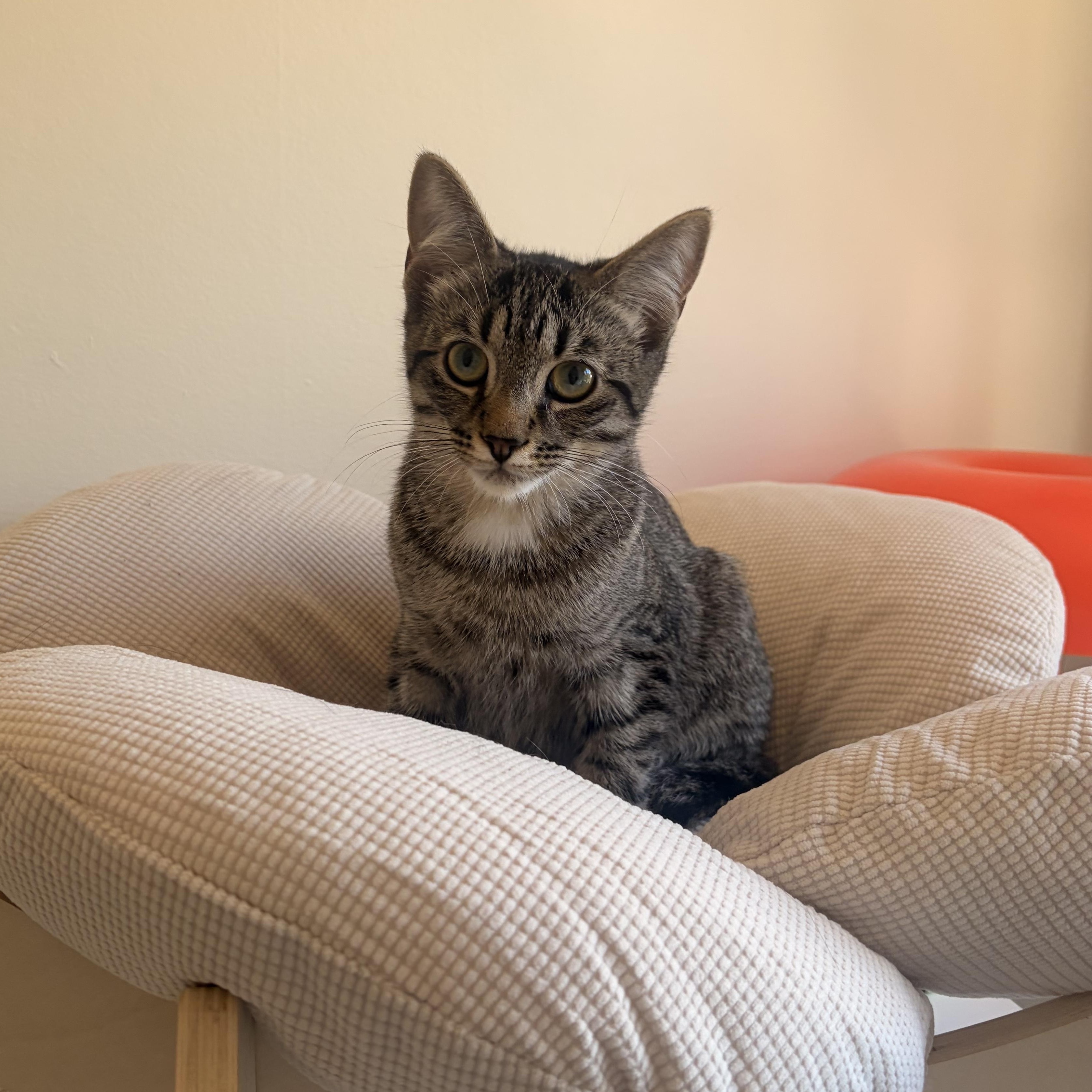 Enlarge Joe and Jim (bonded), a Adoptable Domestic Short Hair in Hamilton, ON image 2/4