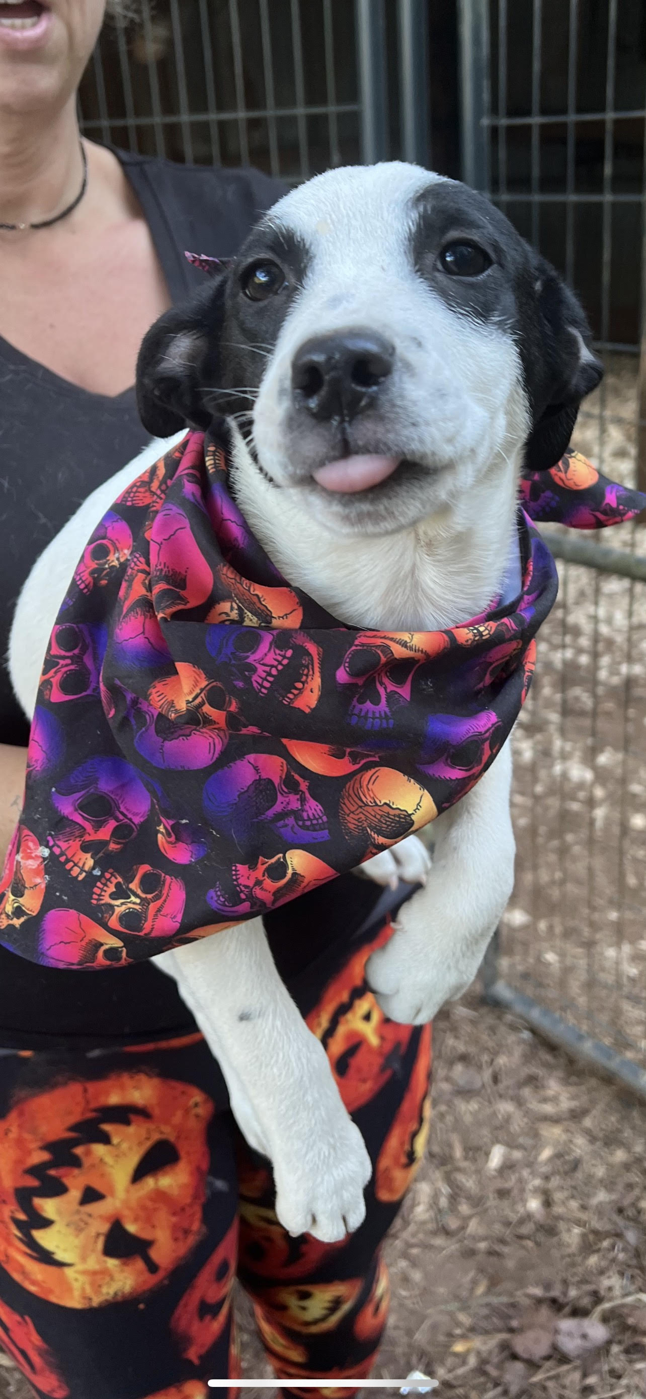 Dog for adoption MINEY, a Feist Mix in Newborn, GA Petfinder