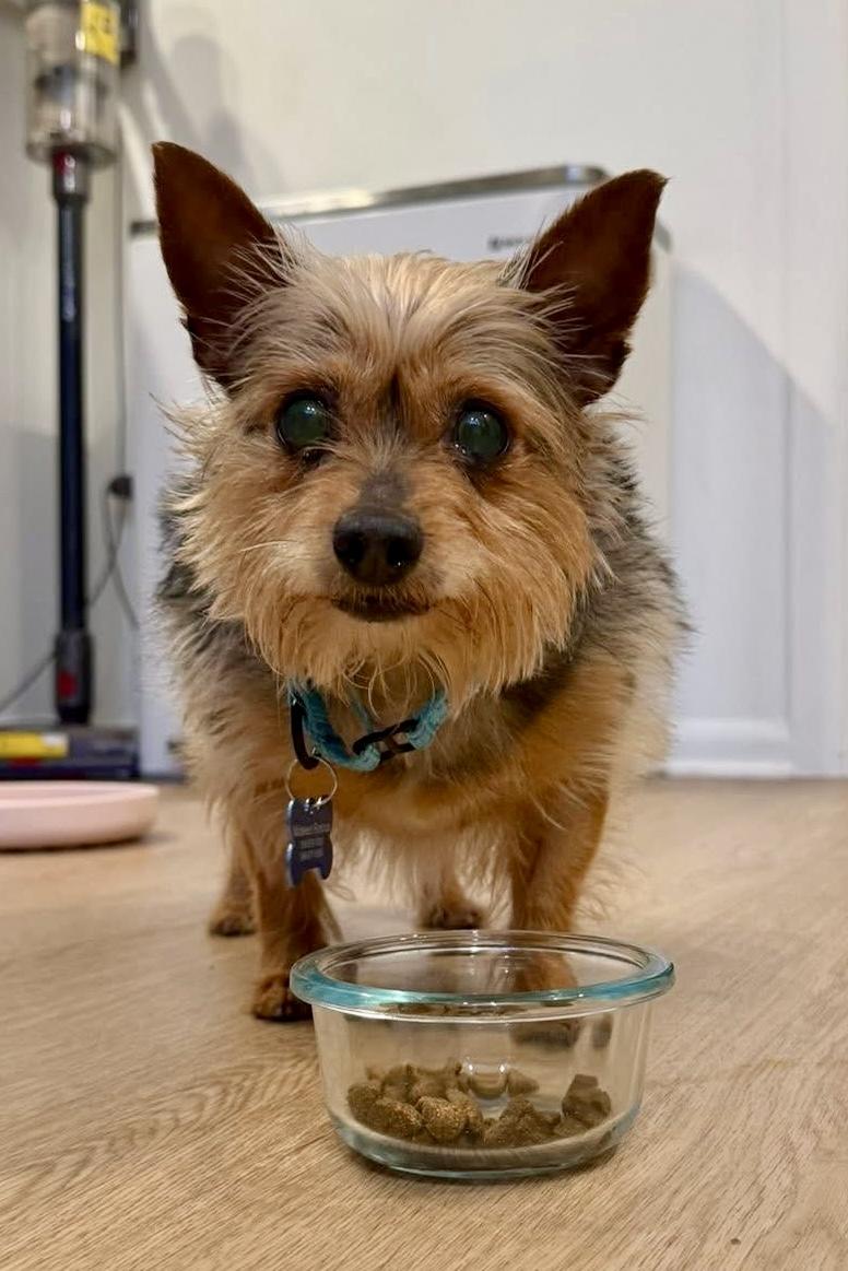 Snickers , adopted, Adult Female Yorkshire Terrier.