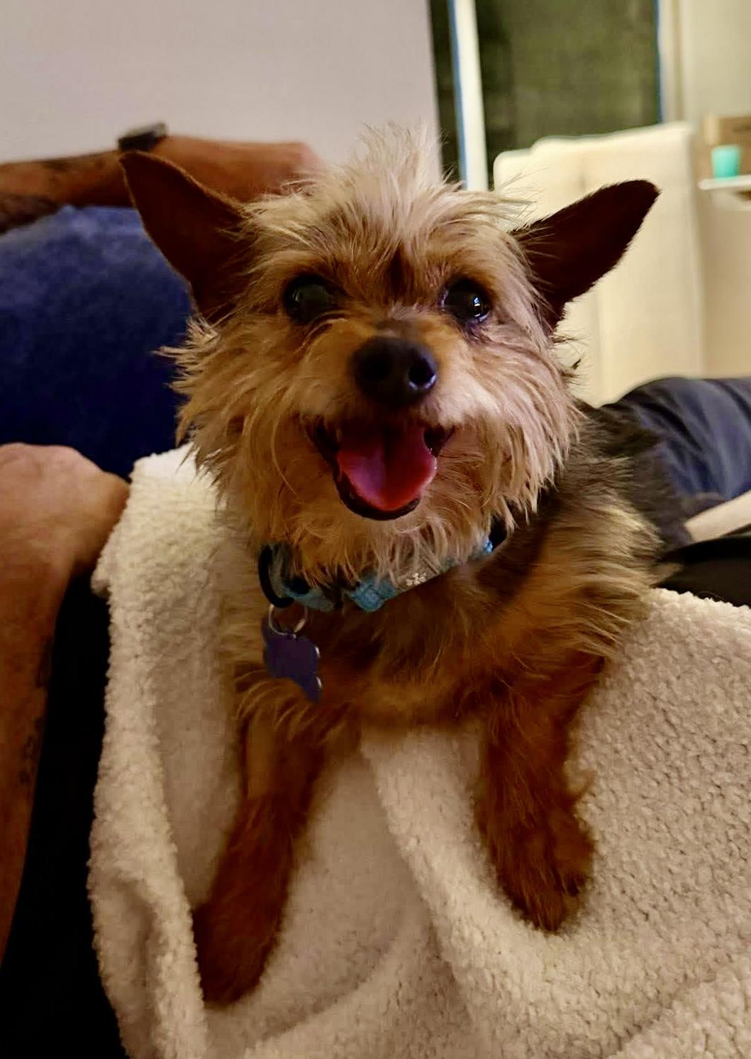 Enlarge Snickers , an adopted Yorkshire Terrier in Grosse Pointe Park, MI image 2/2