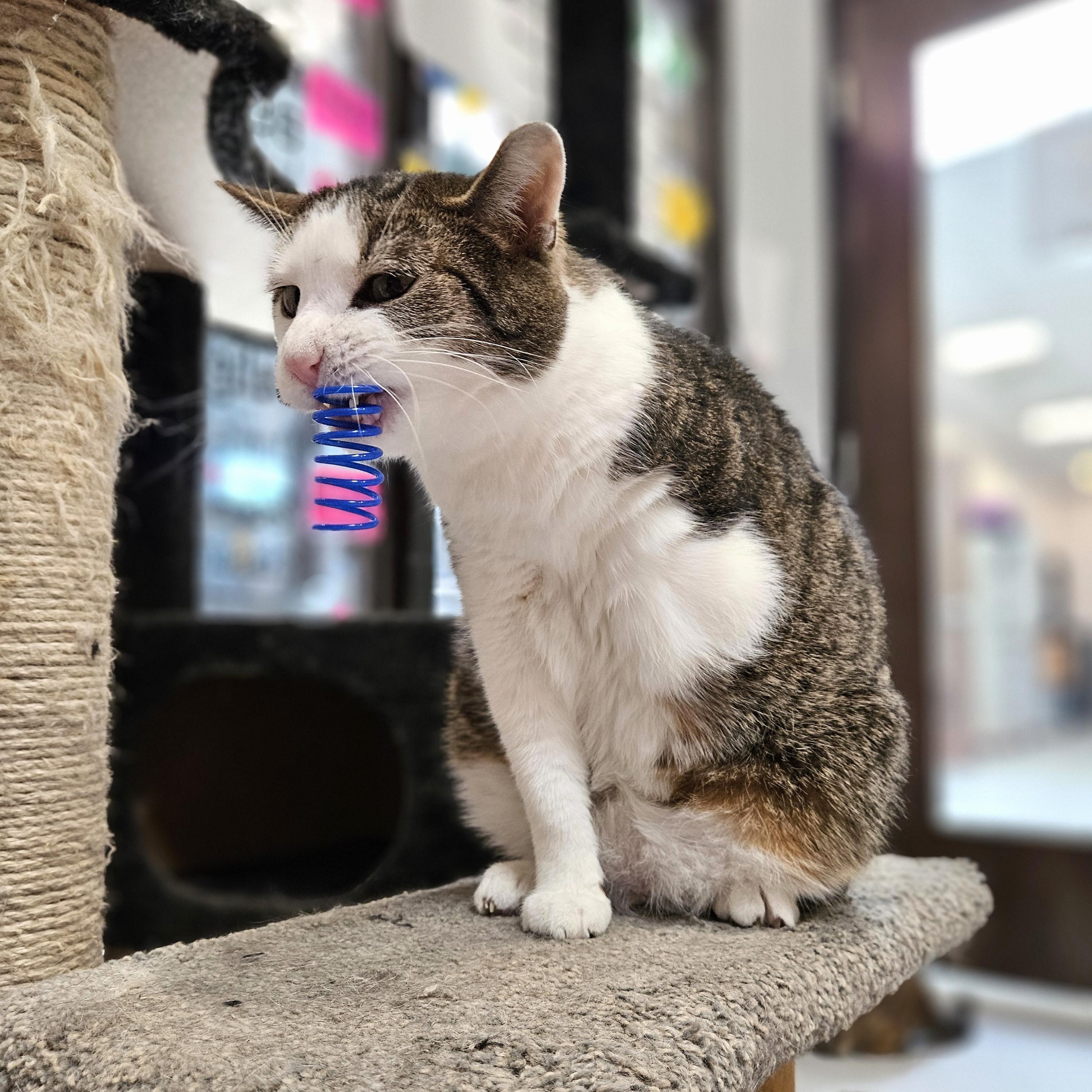 Enlarge Peter Piper, a Adoptable Domestic Short Hair in Endicott, NY image 3/4