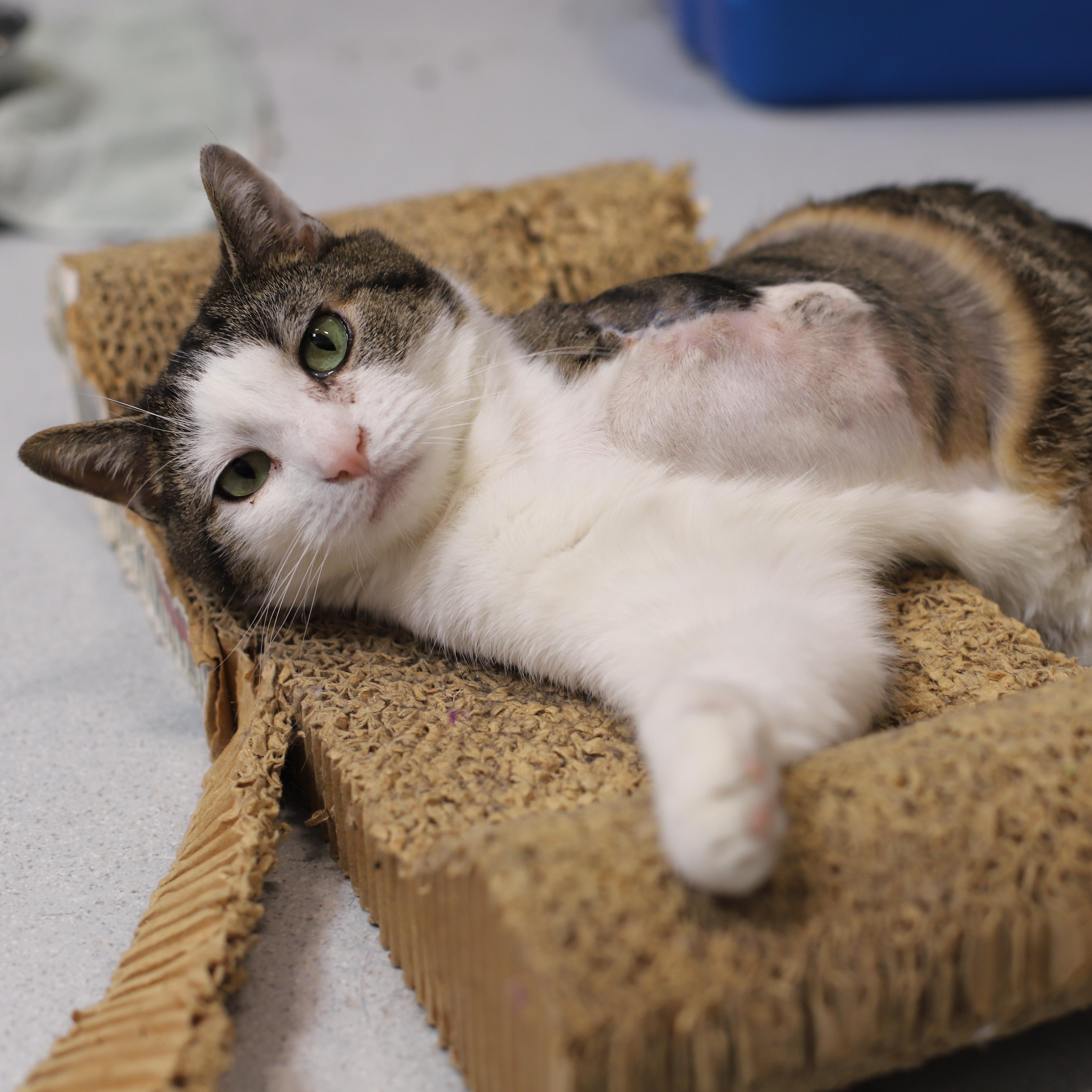 Enlarge Peter Piper, a Adoptable Domestic Short Hair in Endicott, NY image 2/4