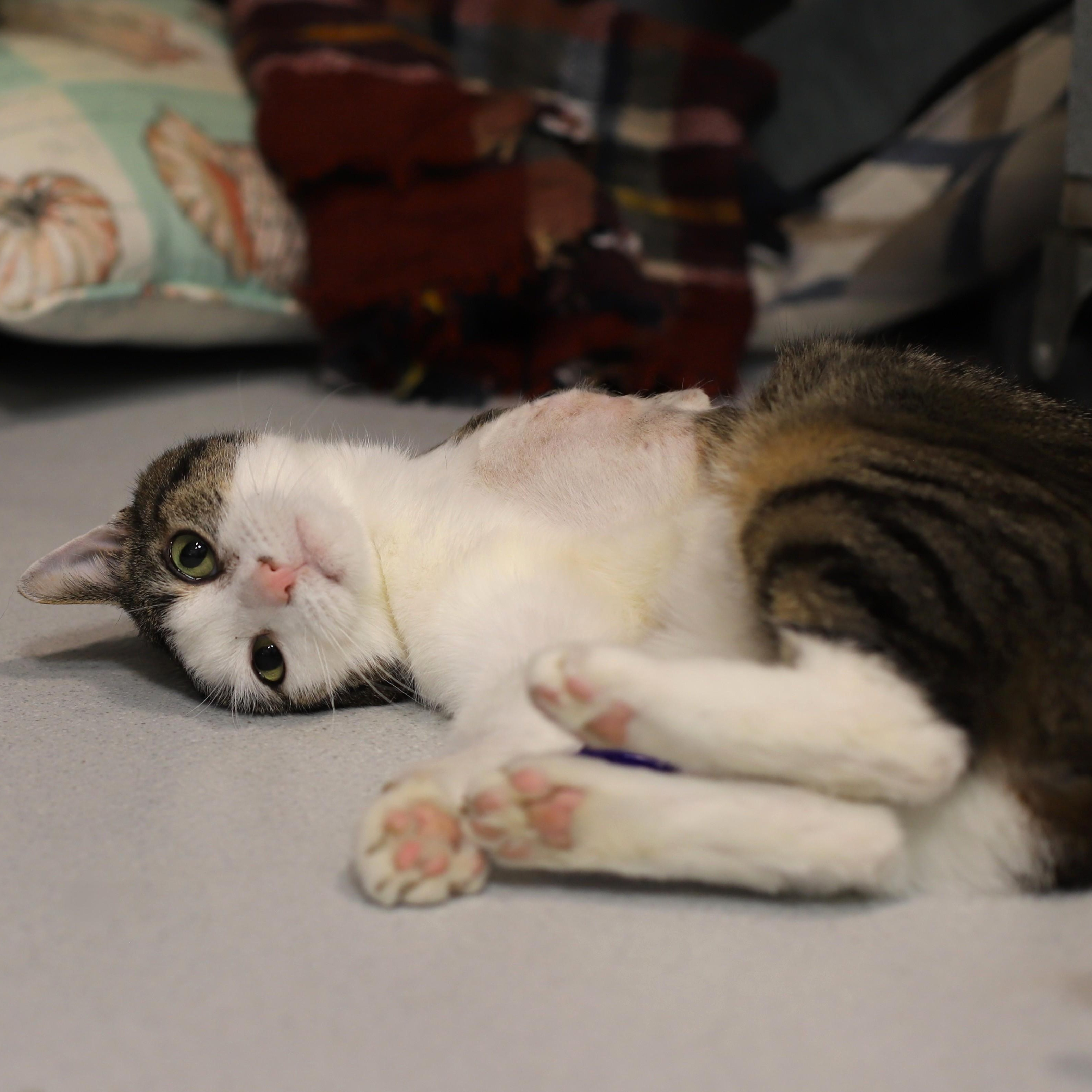 Enlarge Peter Piper, a Adoptable Domestic Short Hair in Endicott, NY image 4/4