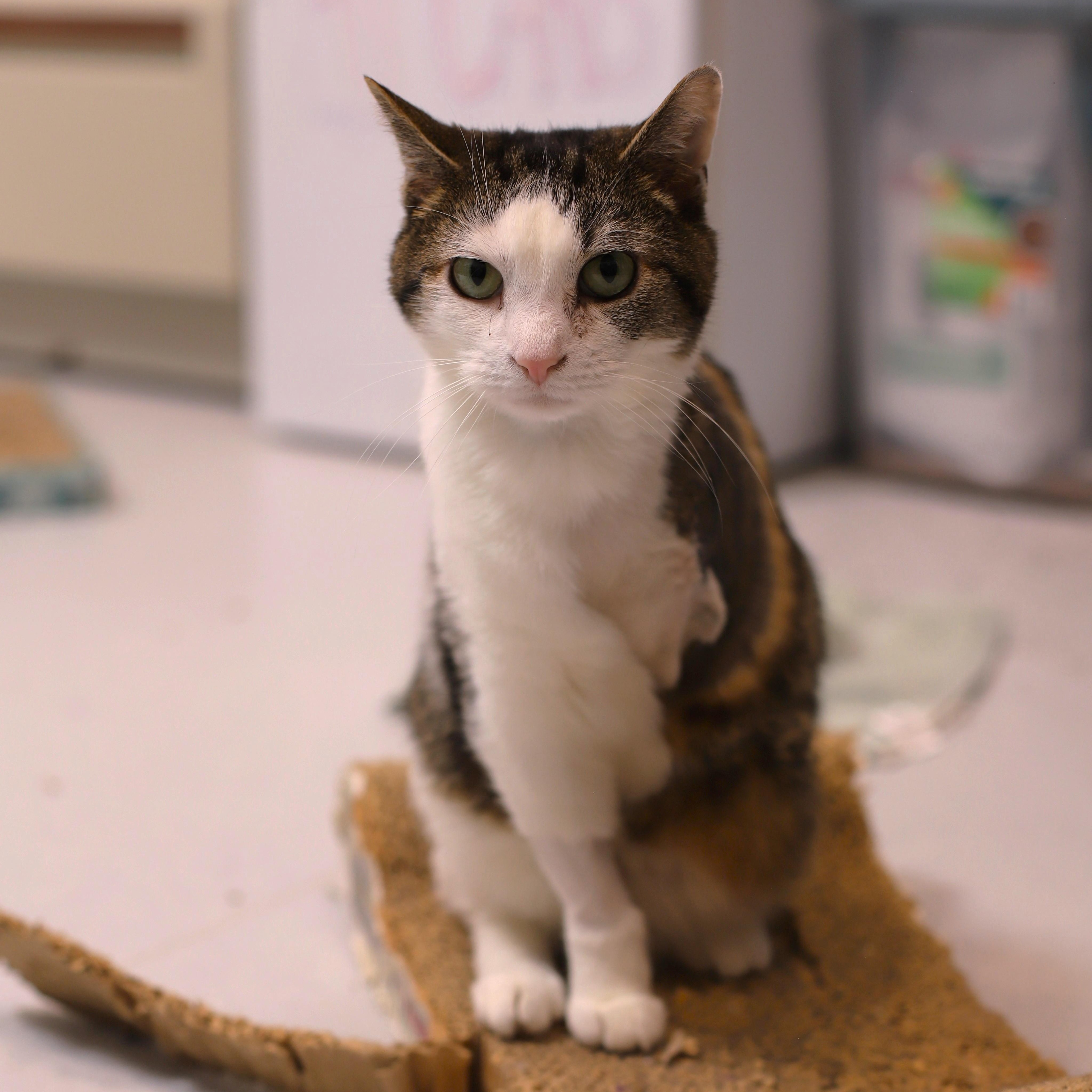 Enlarge Peter Piper, a Adoptable Domestic Short Hair in Endicott, NY image 3/4