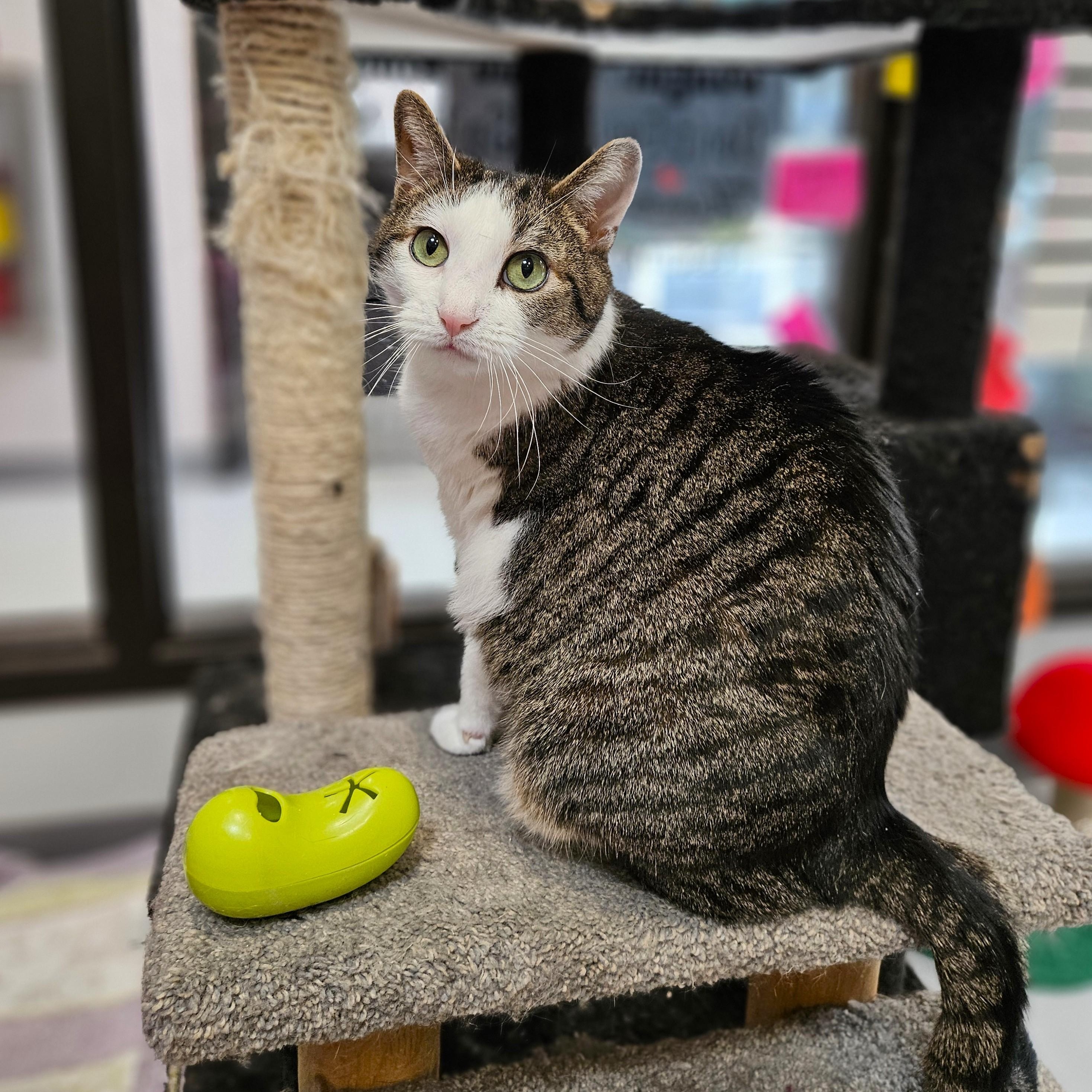 Enlarge Peter Piper, a Adoptable Domestic Short Hair in Endicott, NY image 2/4