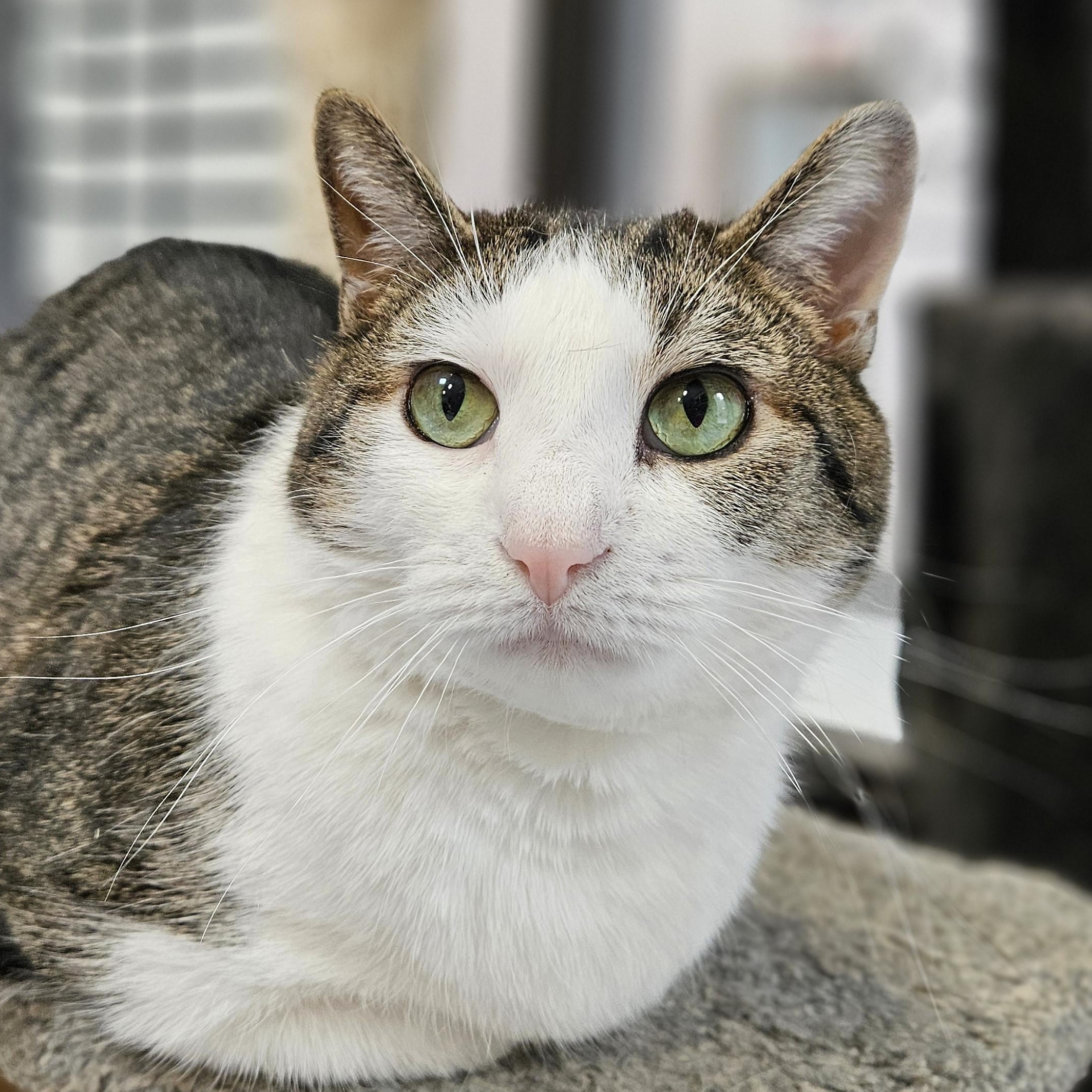 Peter Piper, Adoptable, Adult Male Domestic Short Hair.