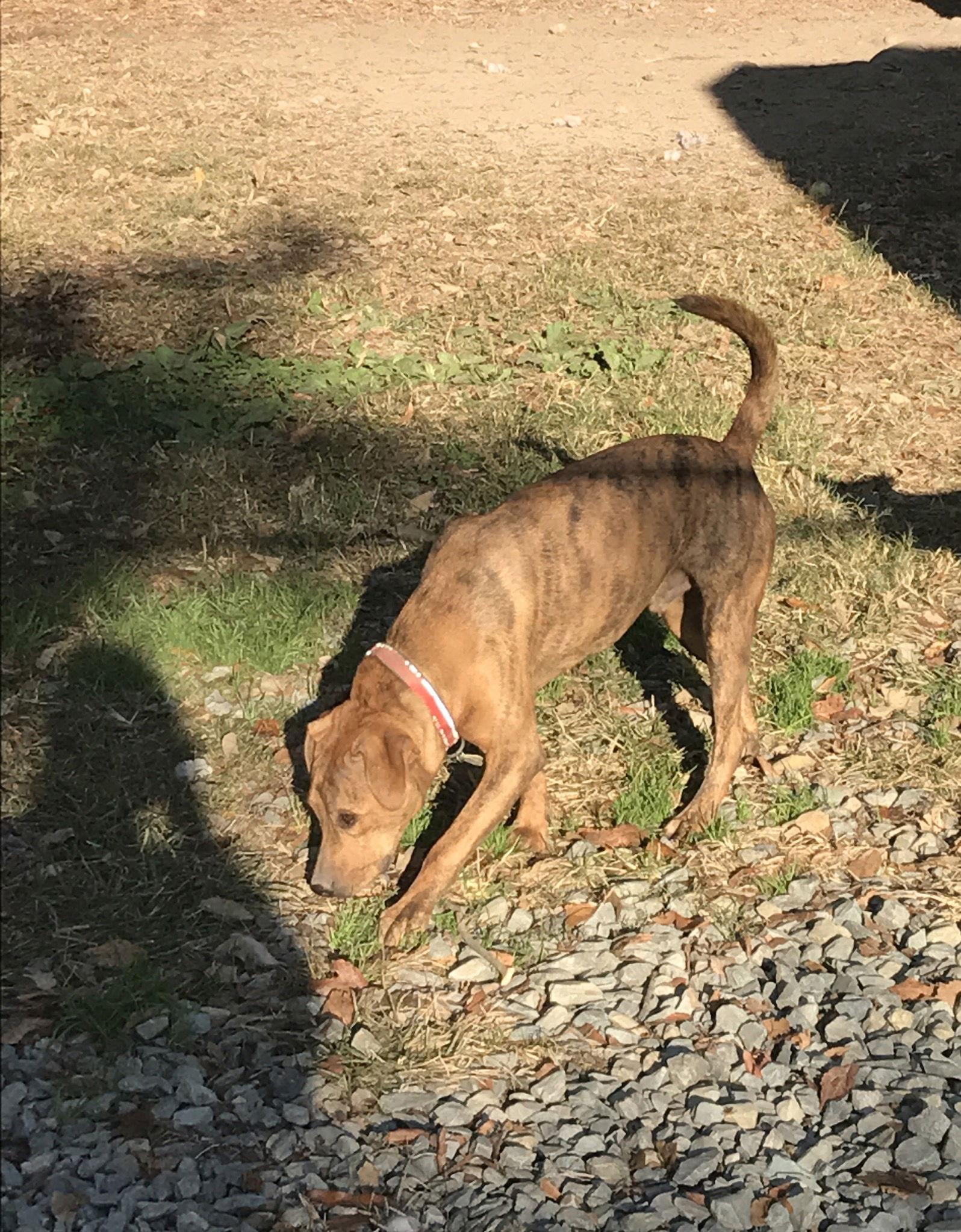 Hugh, Adoptable, Adult Male Plott Hound.