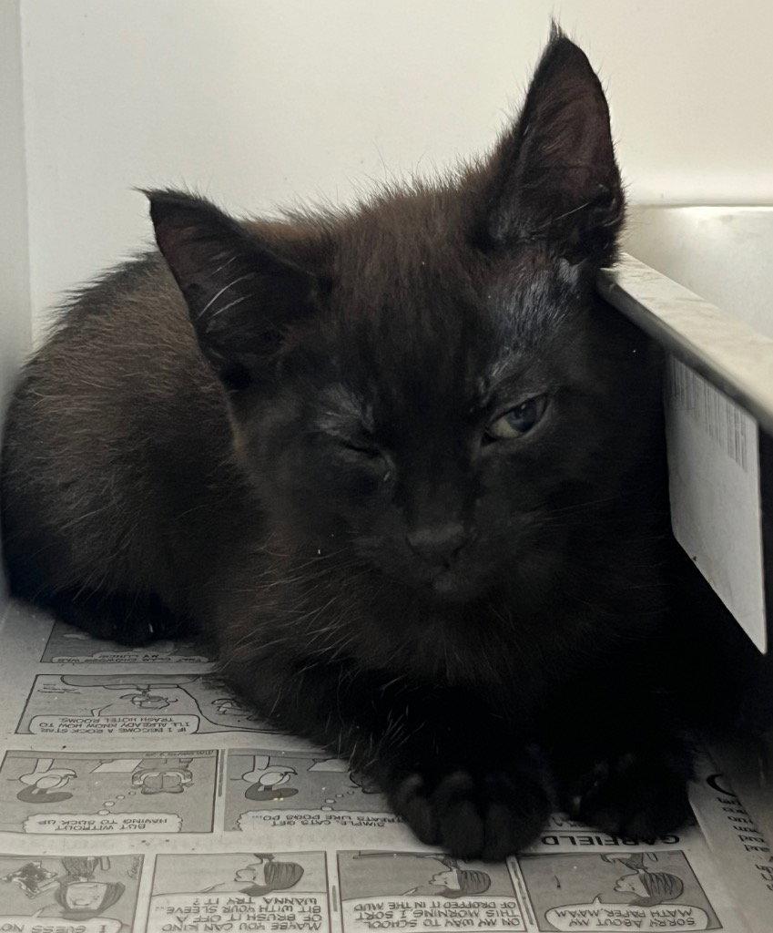 Enlarge 26-183 Batman, a Adoptable Domestic Short Hair in Tarboro, NC image 1/1