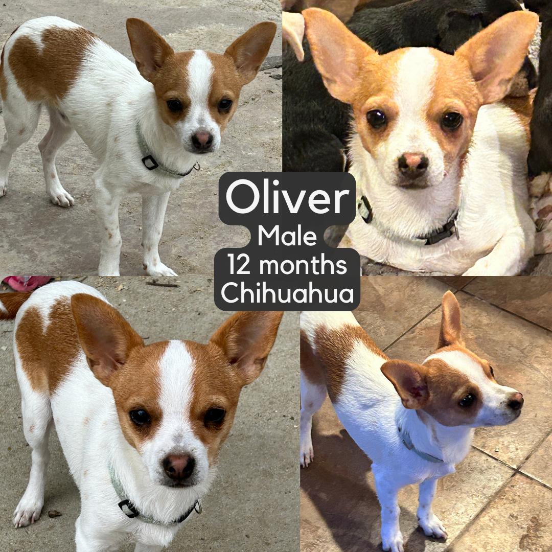 Oliver, Adoptable, Young Male Chihuahua.