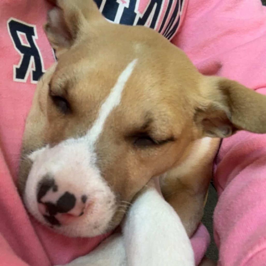 Masala — thumbnail 2