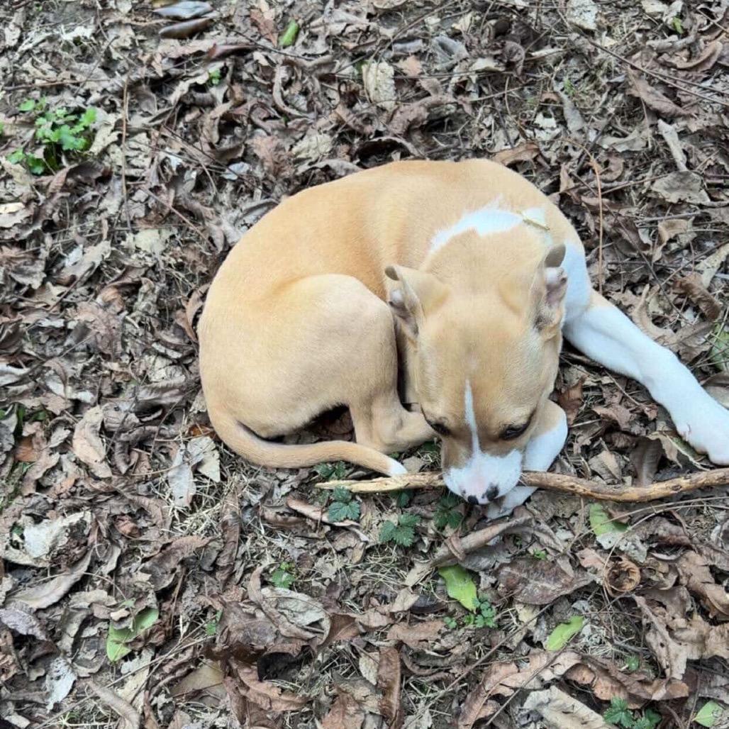 Masala — thumbnail 5