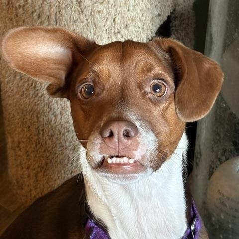 Frankie - photo 1