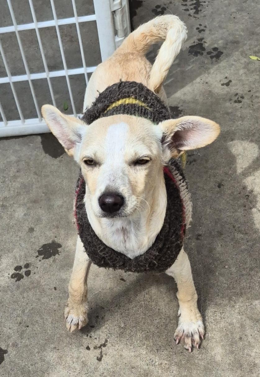 Enlarge Sweet Gina!, a Adoptable mixed breed in Manhattan Beach, CA image 2/5