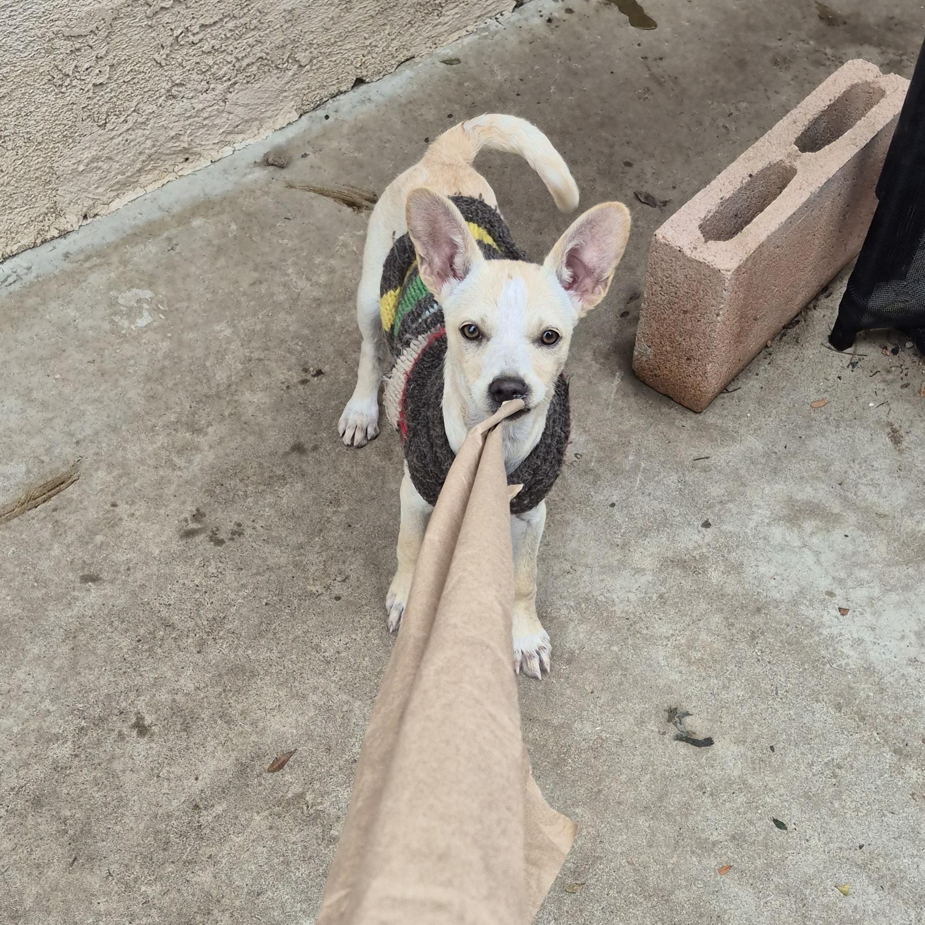 Enlarge Sweet Gina!, a Adoptable mixed breed in Manhattan Beach, CA image 3/5