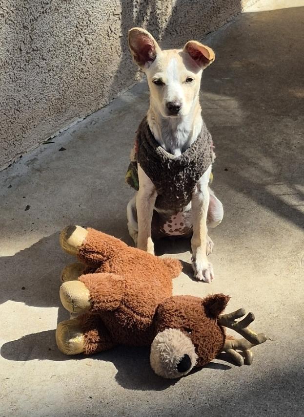 Enlarge Sweet Gina!, a Adoptable mixed breed in Manhattan Beach, CA image 1/5