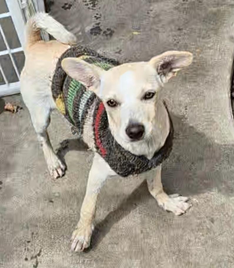Enlarge Sweet Gina!, a Adoptable mixed breed in Manhattan Beach, CA image 4/5