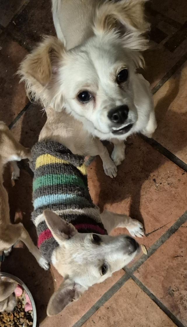 Enlarge Sweet Gina!, a Adoptable mixed breed in Manhattan Beach, CA image 5/5